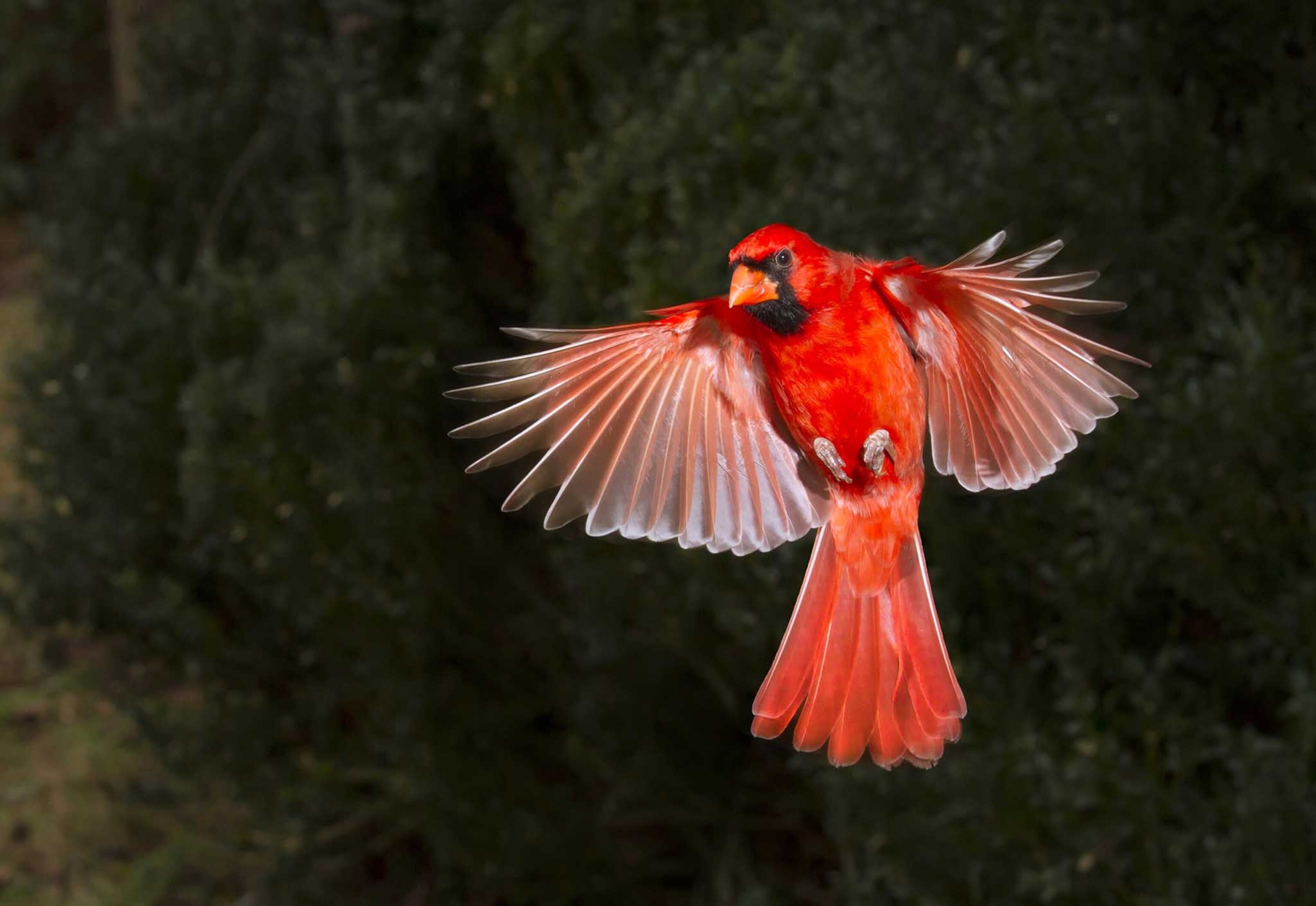 A very common but still attractive bird, northern cardinal (Cardinalis cardinalis) flying to the porch. Like a live christmas decoration... The image was taken with phototrap.