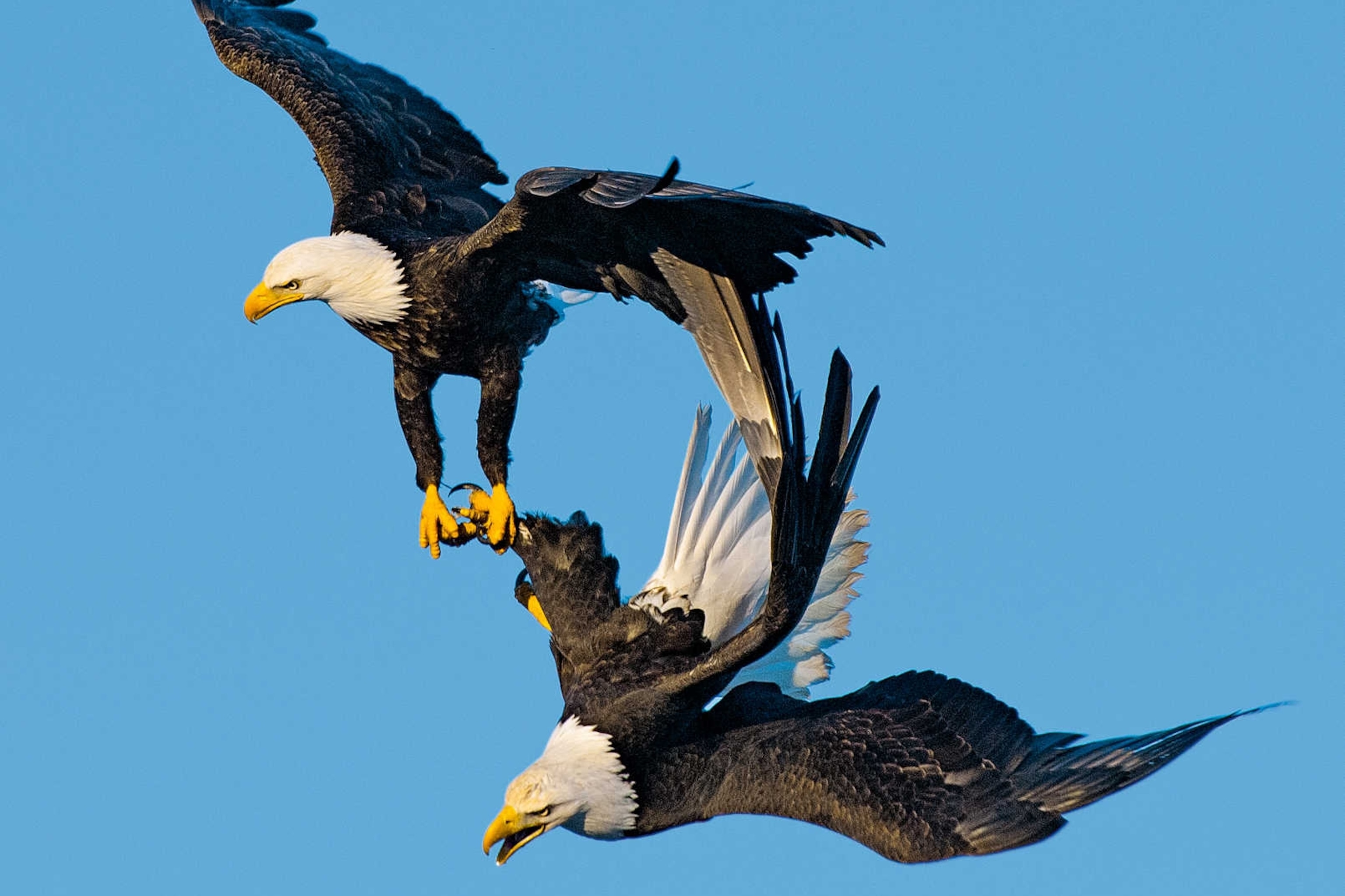 For Amorous Bald Eagles, a 'Death Spiral' Is a Hot Time