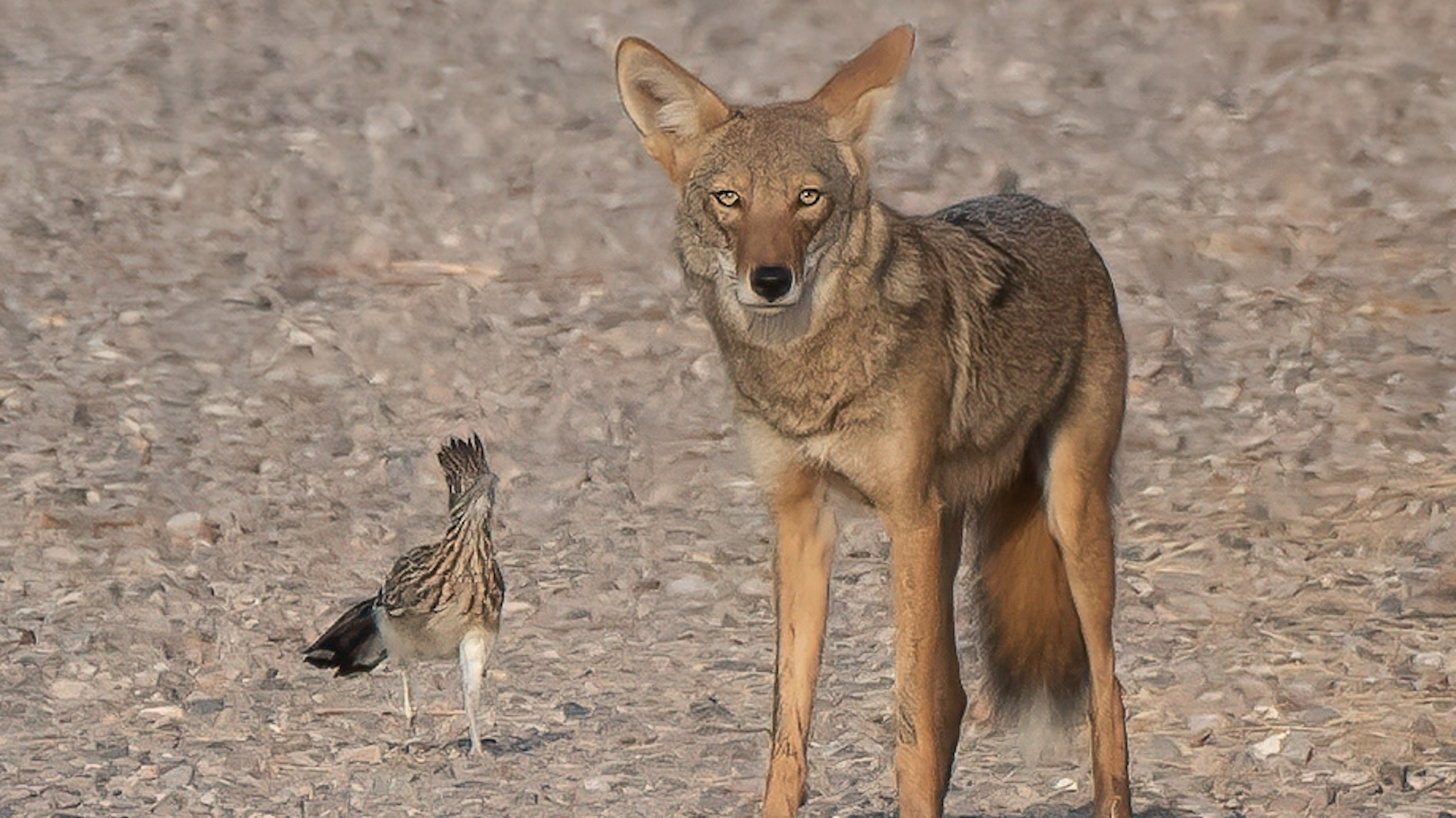 The Truth About Roadrunners and Coyotes, According to an Ecologist