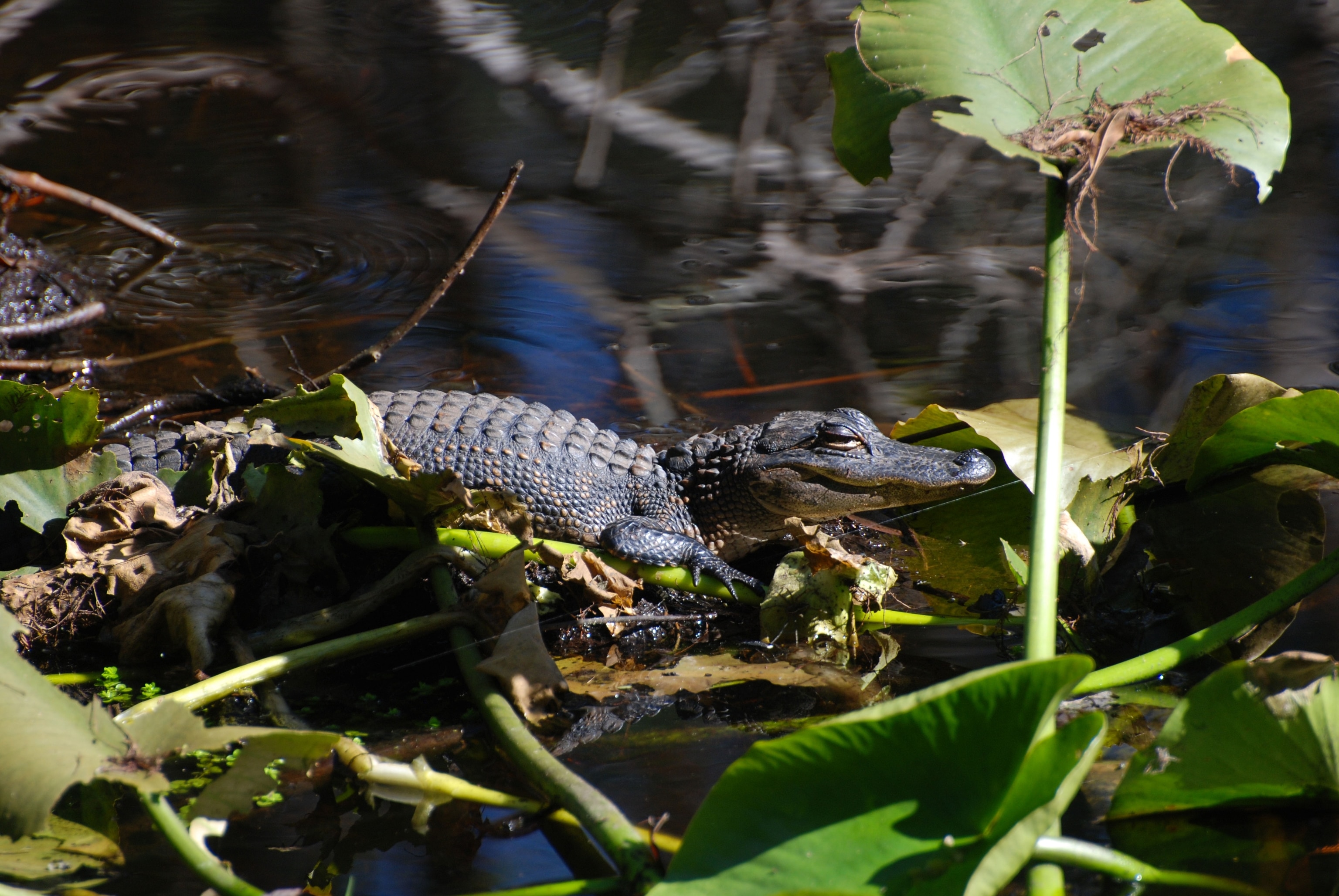 Young alligator Highlands Hammock reserve Florida Everglades