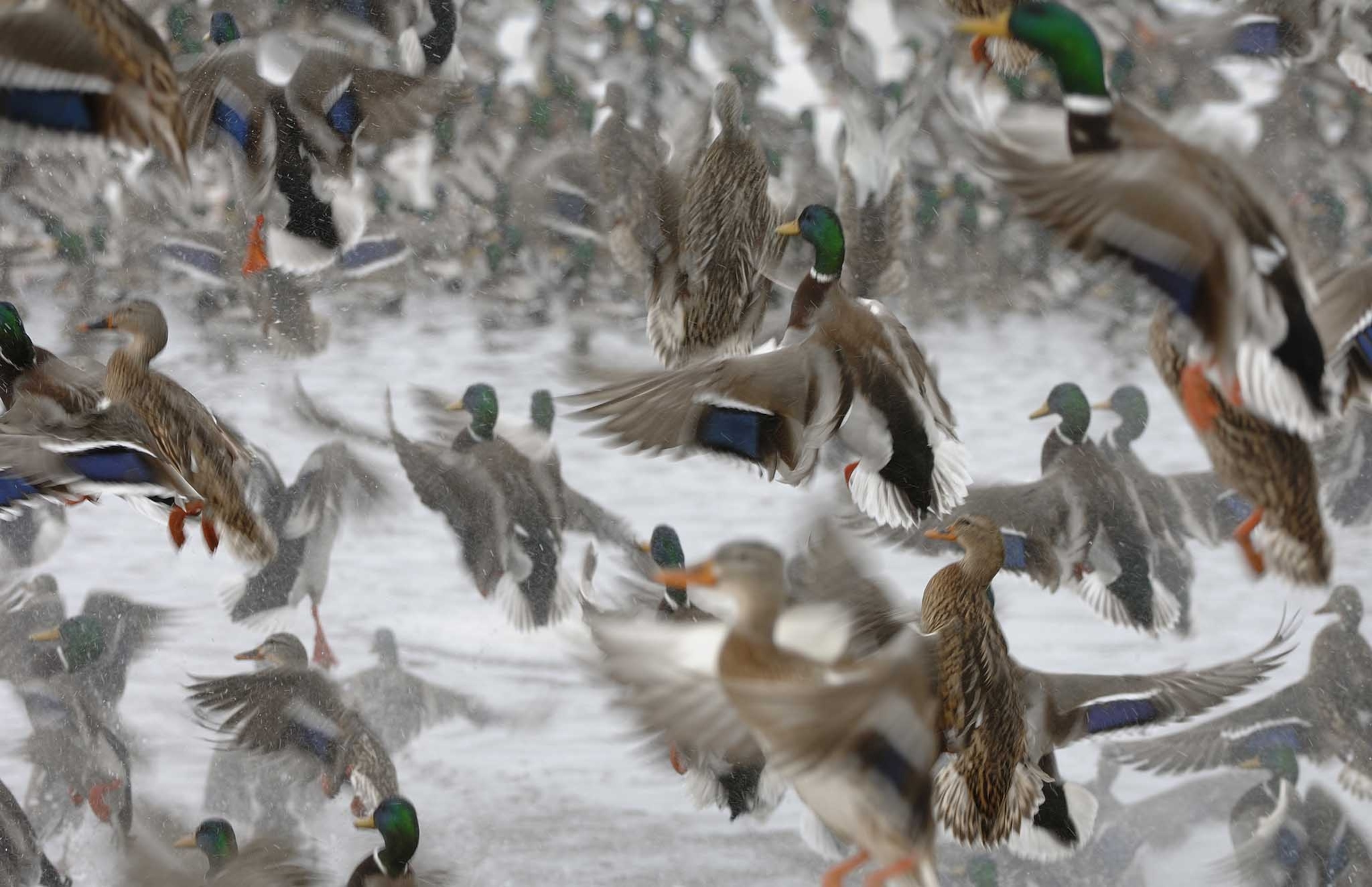 Mallards liftoff from a pond.