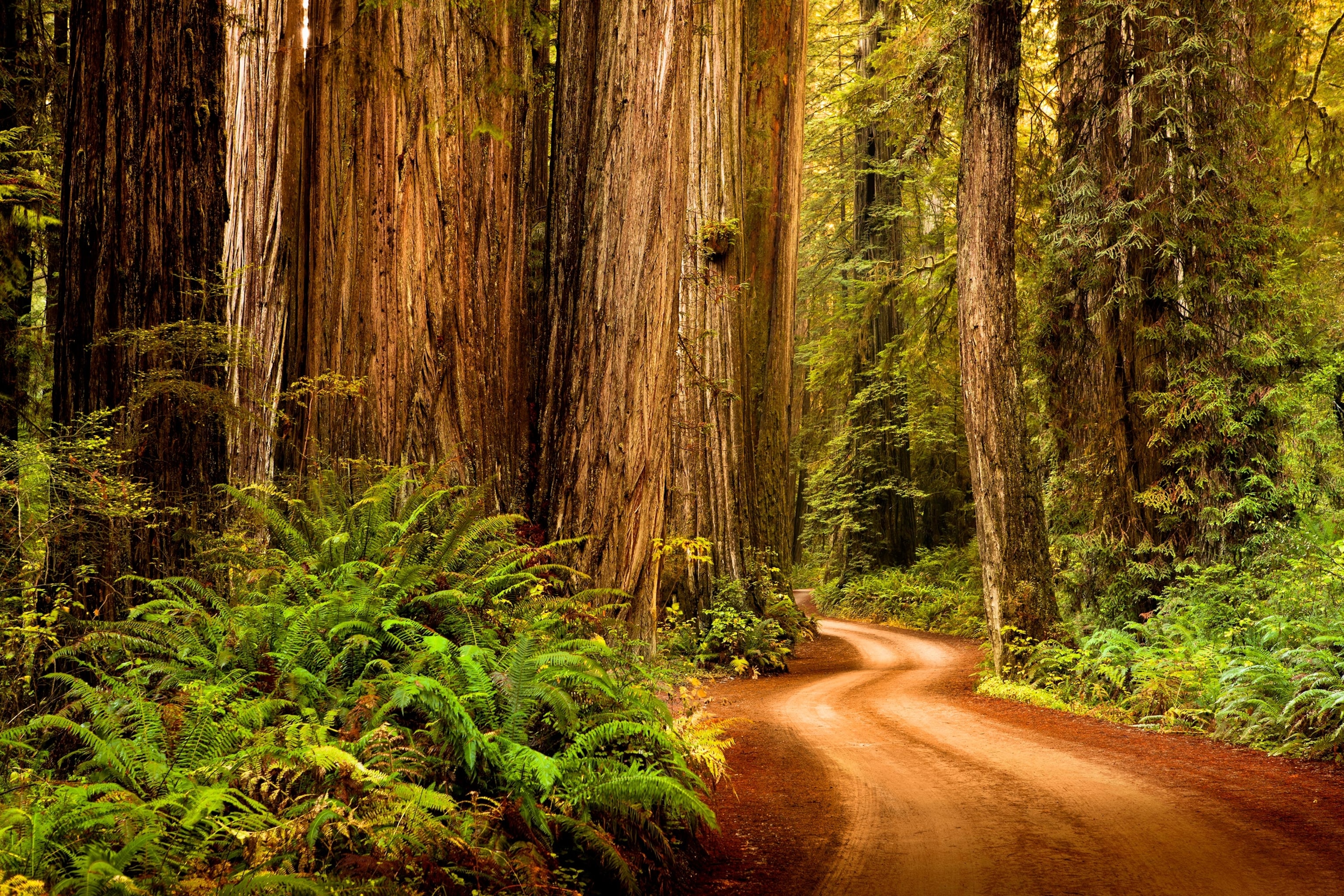 Giant trees and lush forest in Redwood National Park, California