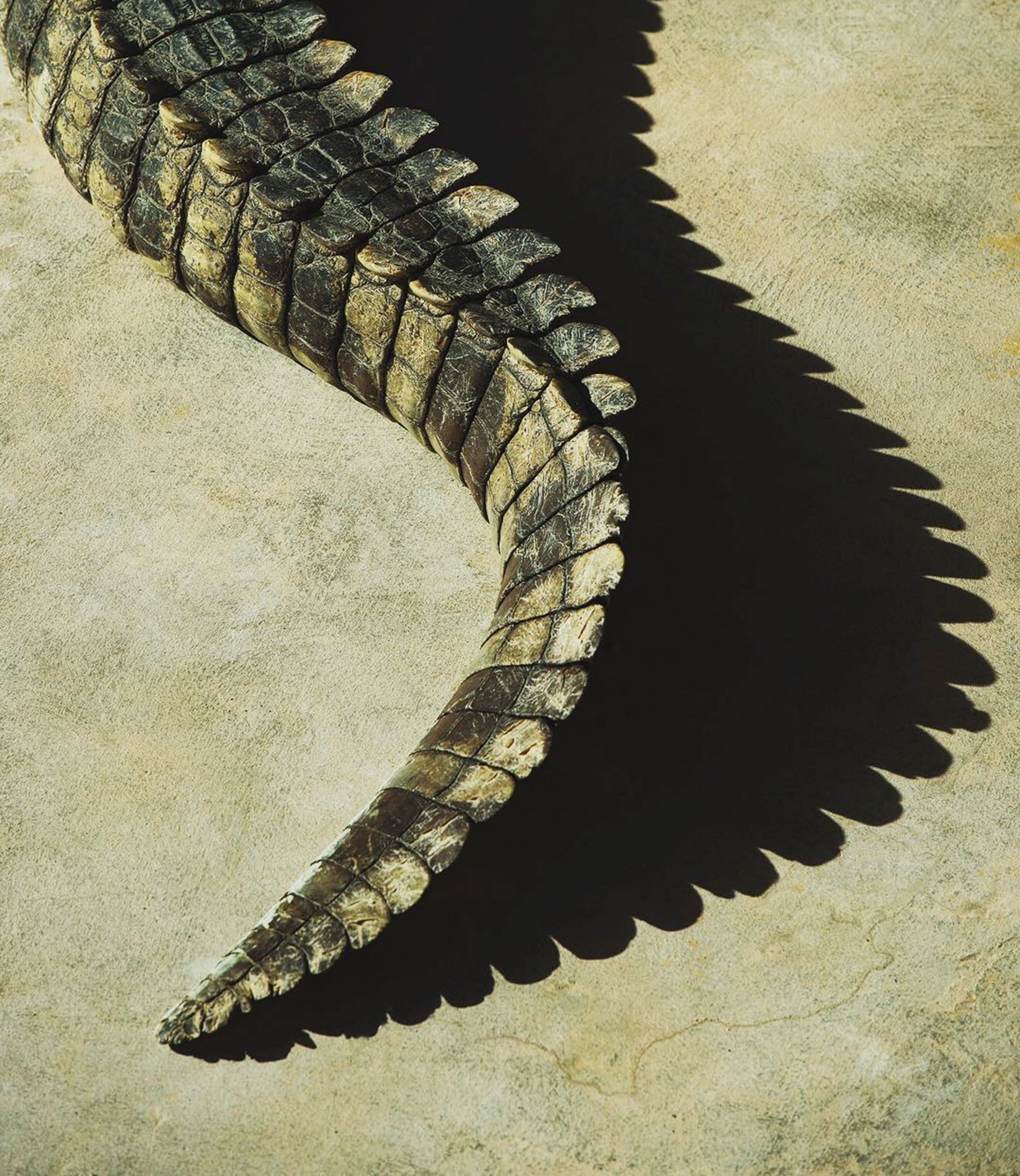 a crocodile tail