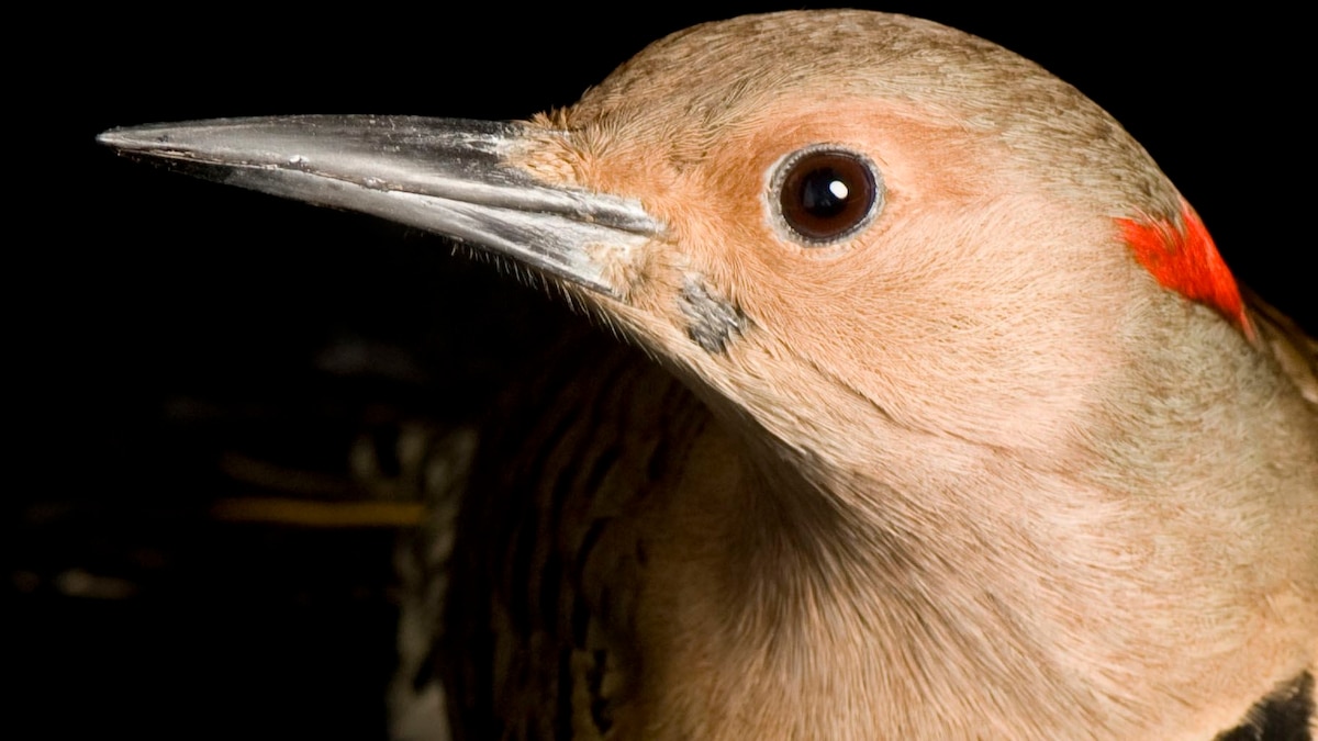 Northern Flicker National Geographic