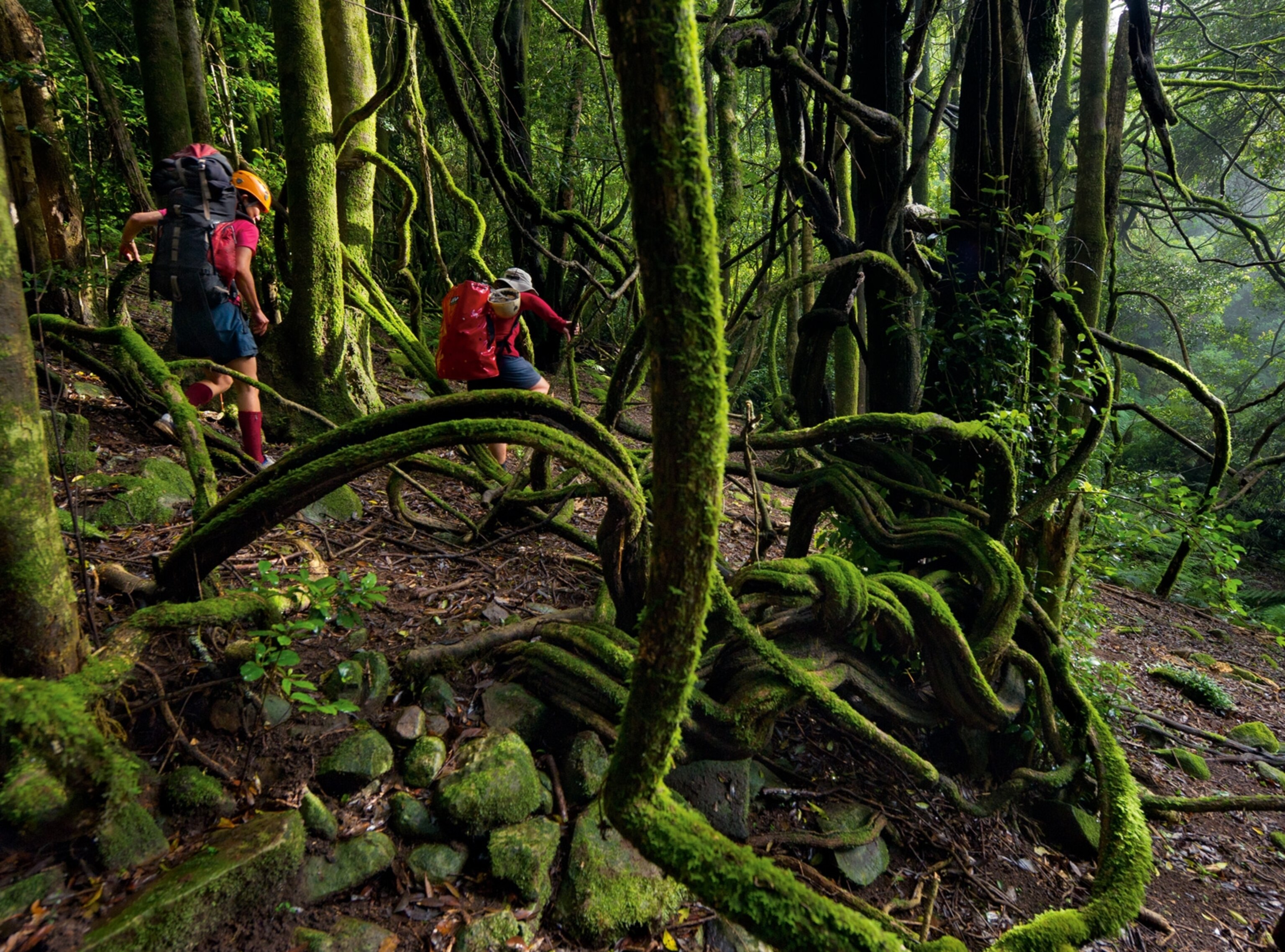 canyoneers in a vine-choked rain forest on the way to Claustral Canyon