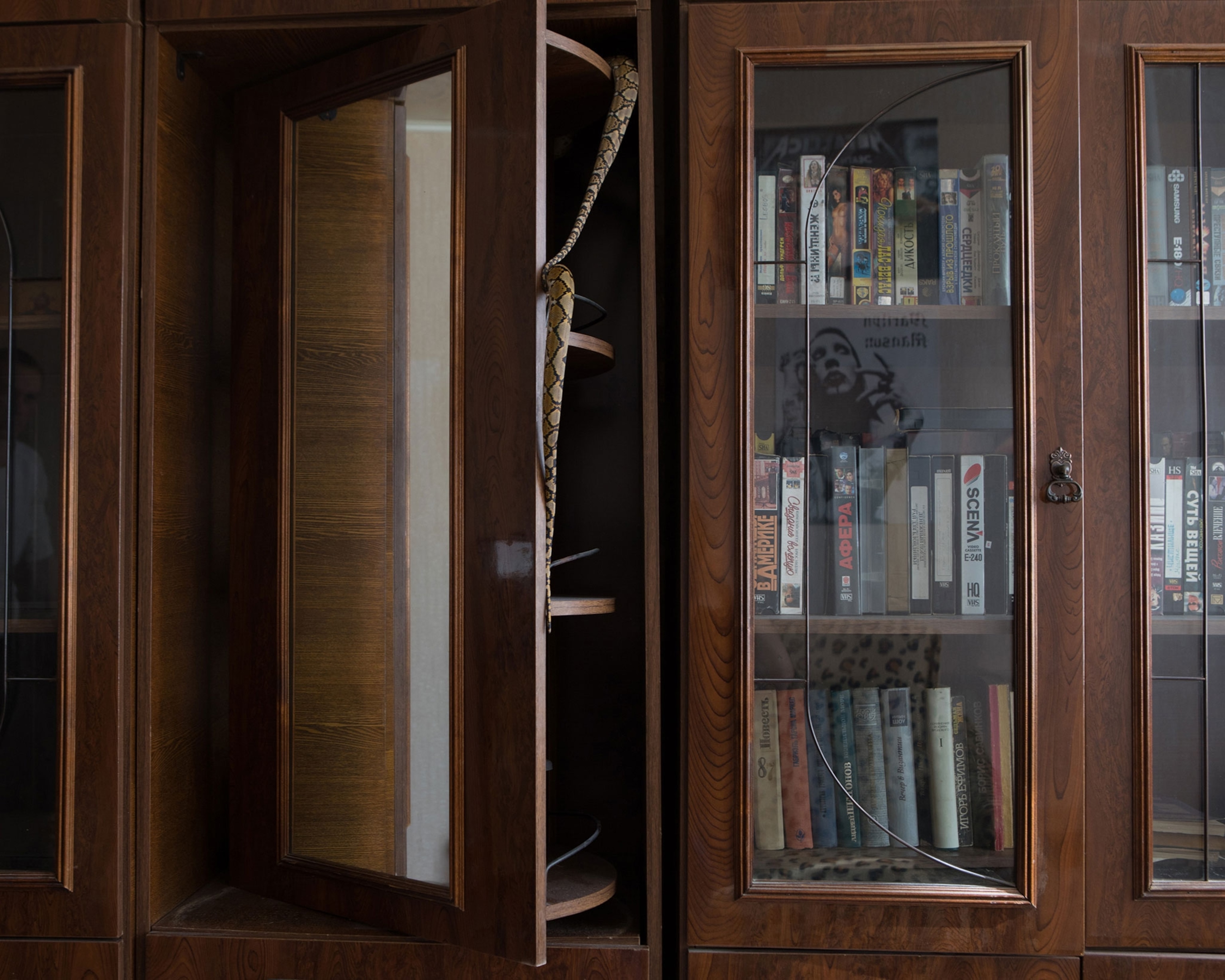 two snakes, Python reticulatus,