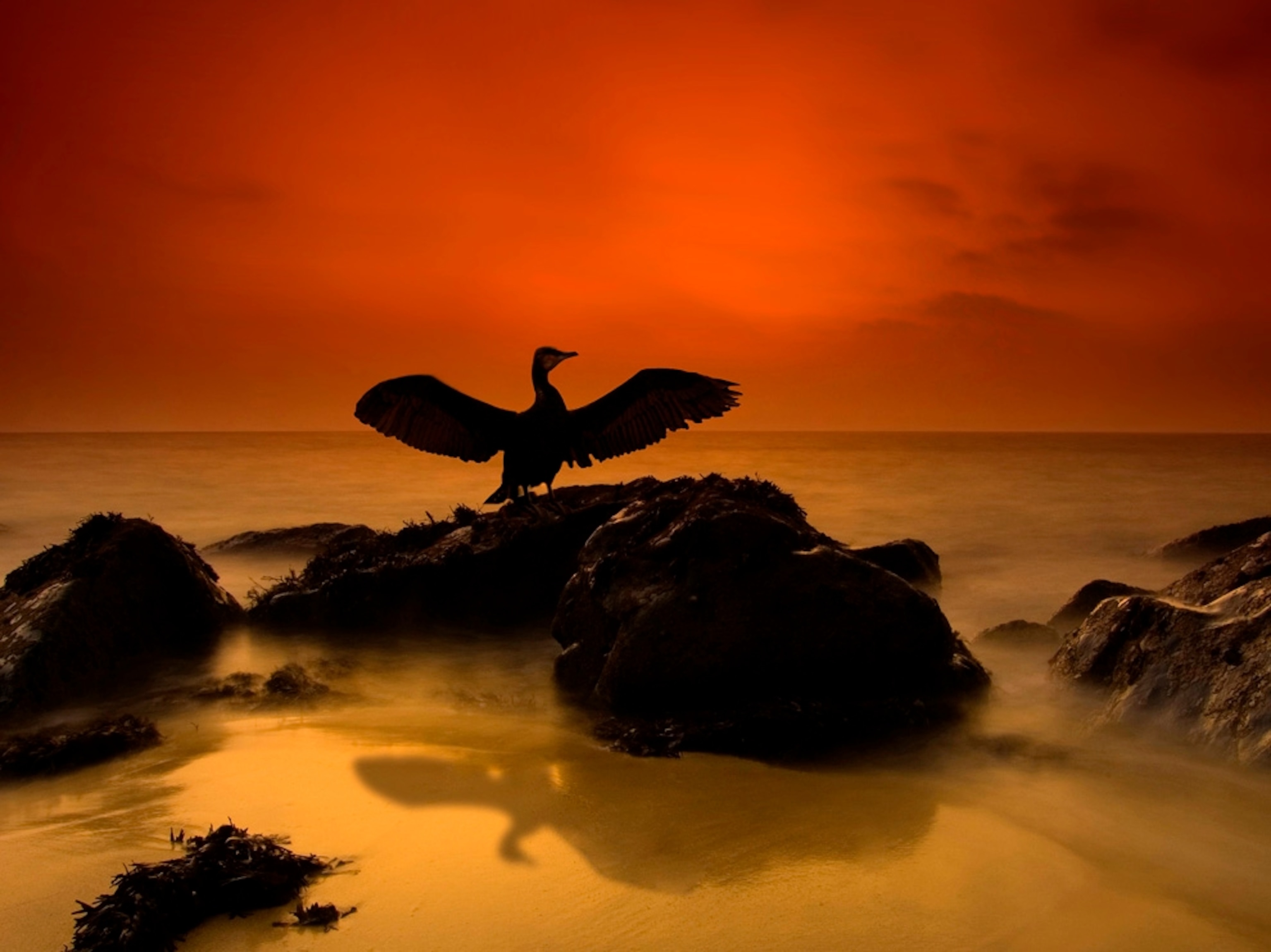 Cornish cormorant spreads its wings