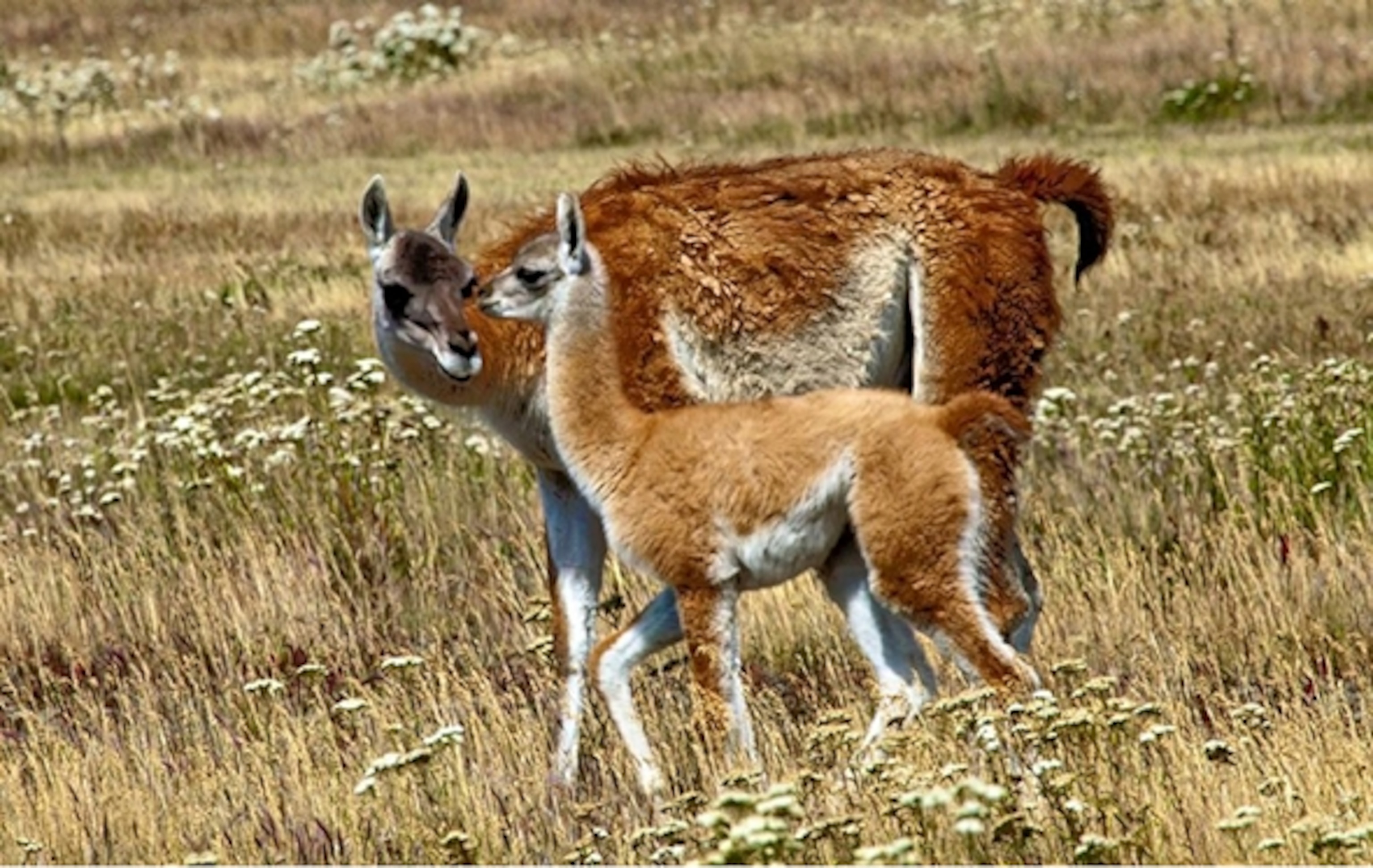 A guanaco and her chulengo (baby) (Photograph by Linde Waidhofer)
