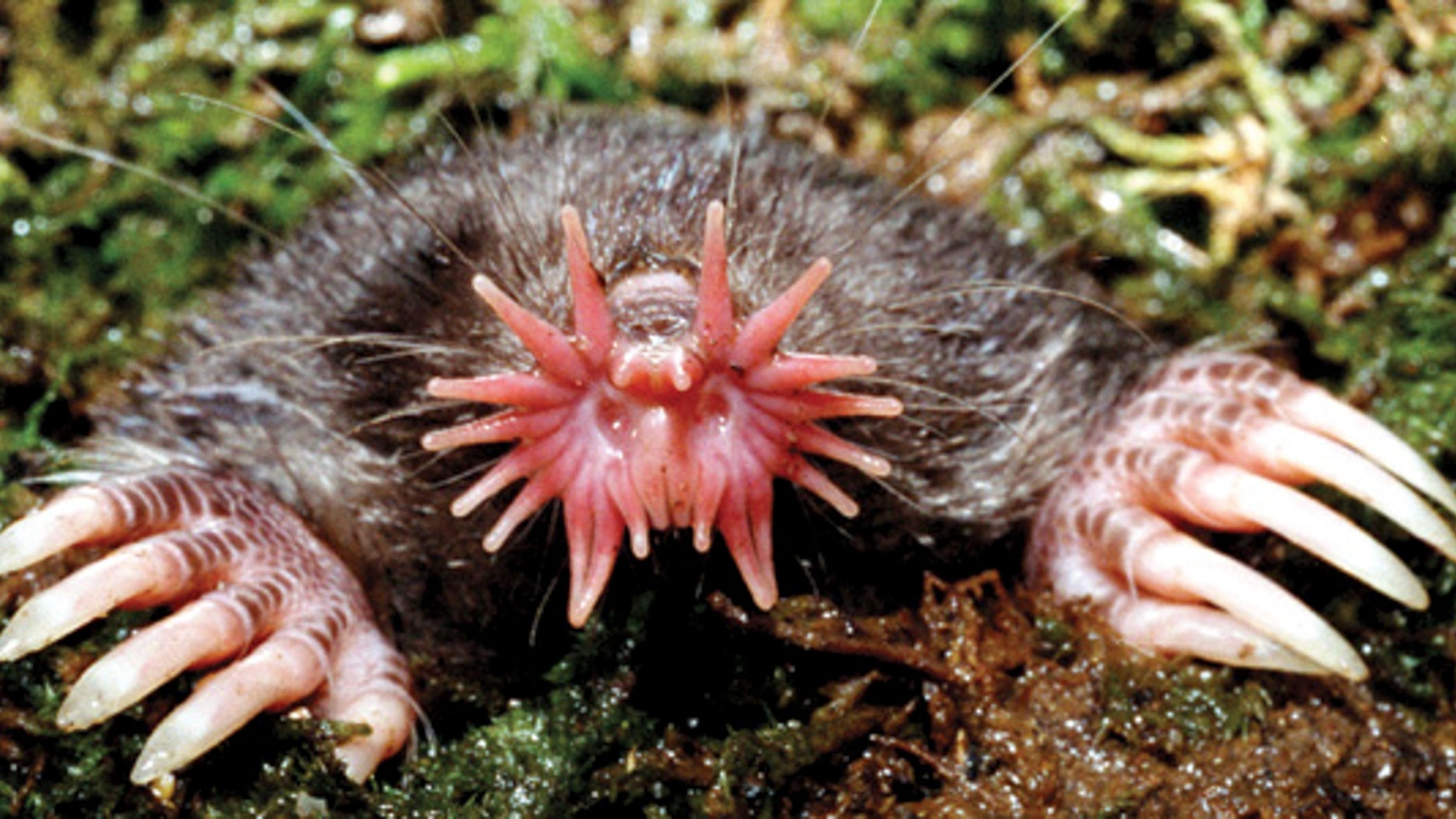 Inside the Bizarre Life of the Star-Nosed Mole, World's Fastest Eater