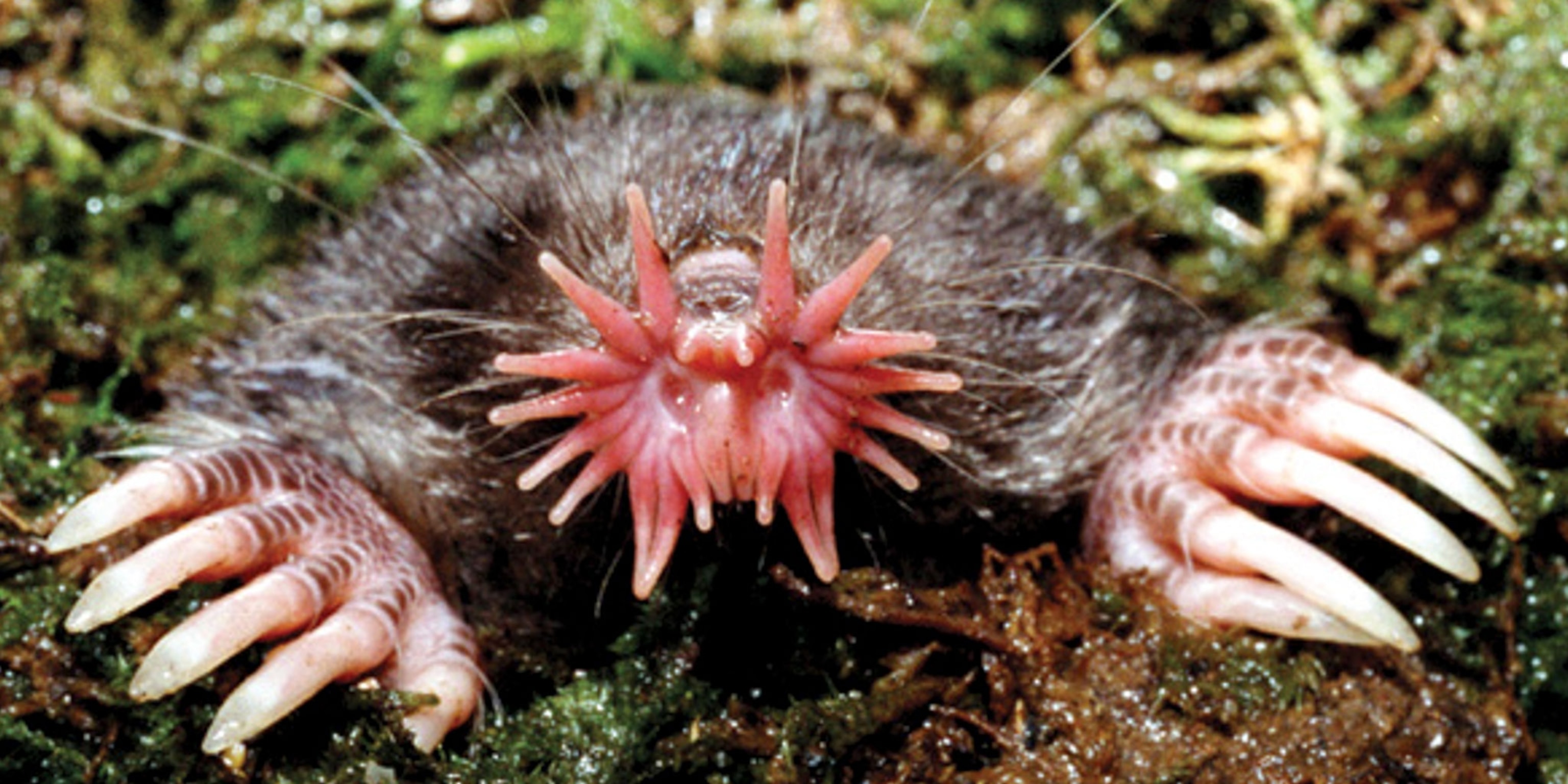 Inside the Bizarre Life of the Star-Nosed Mole, World's Fastest Eater