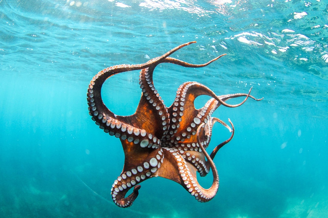 Mimic Octopus hiding by changing color & texture