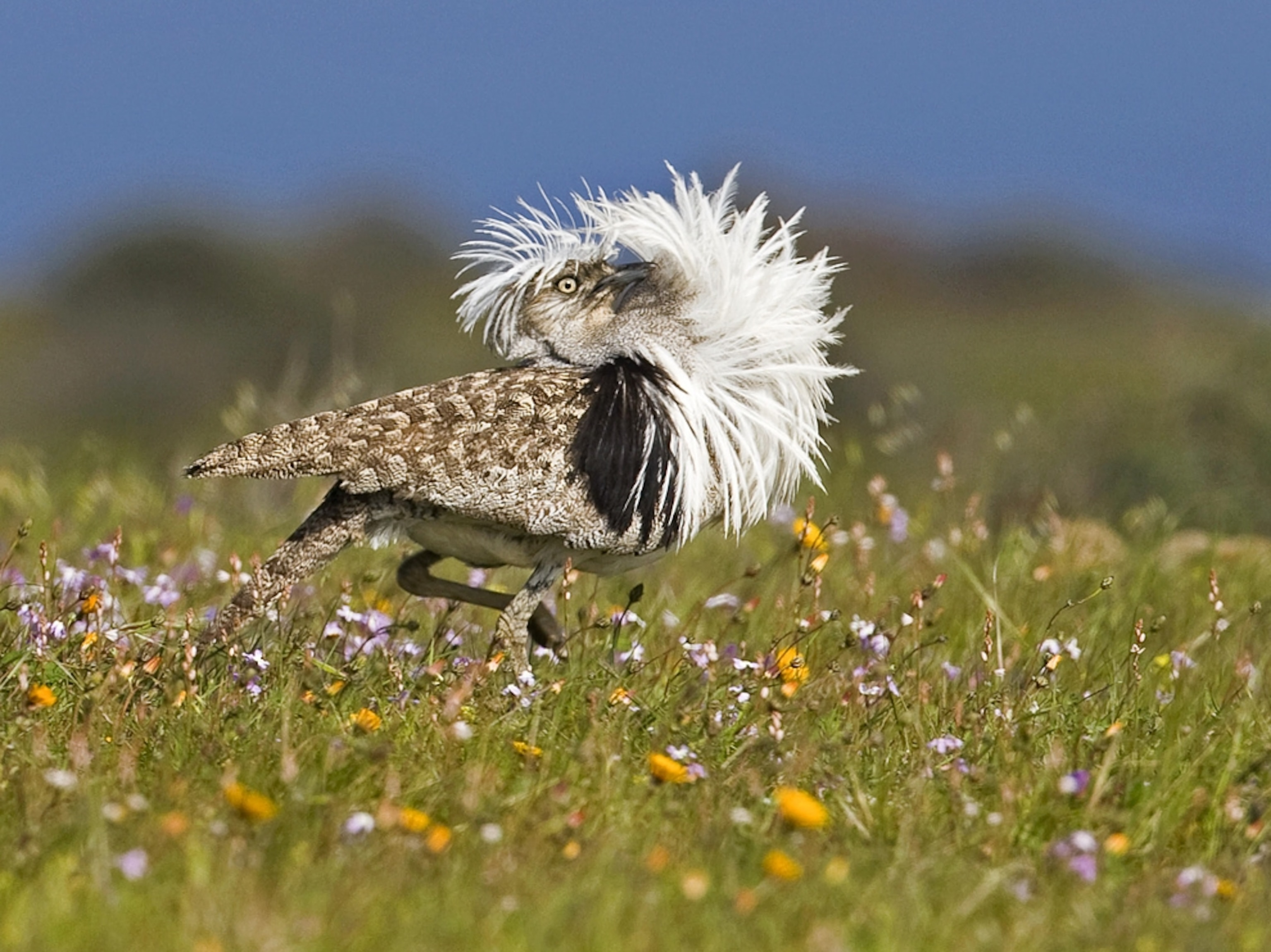 A male houbara bustard displaying its feathers at Lanzarote, Canary Islands.