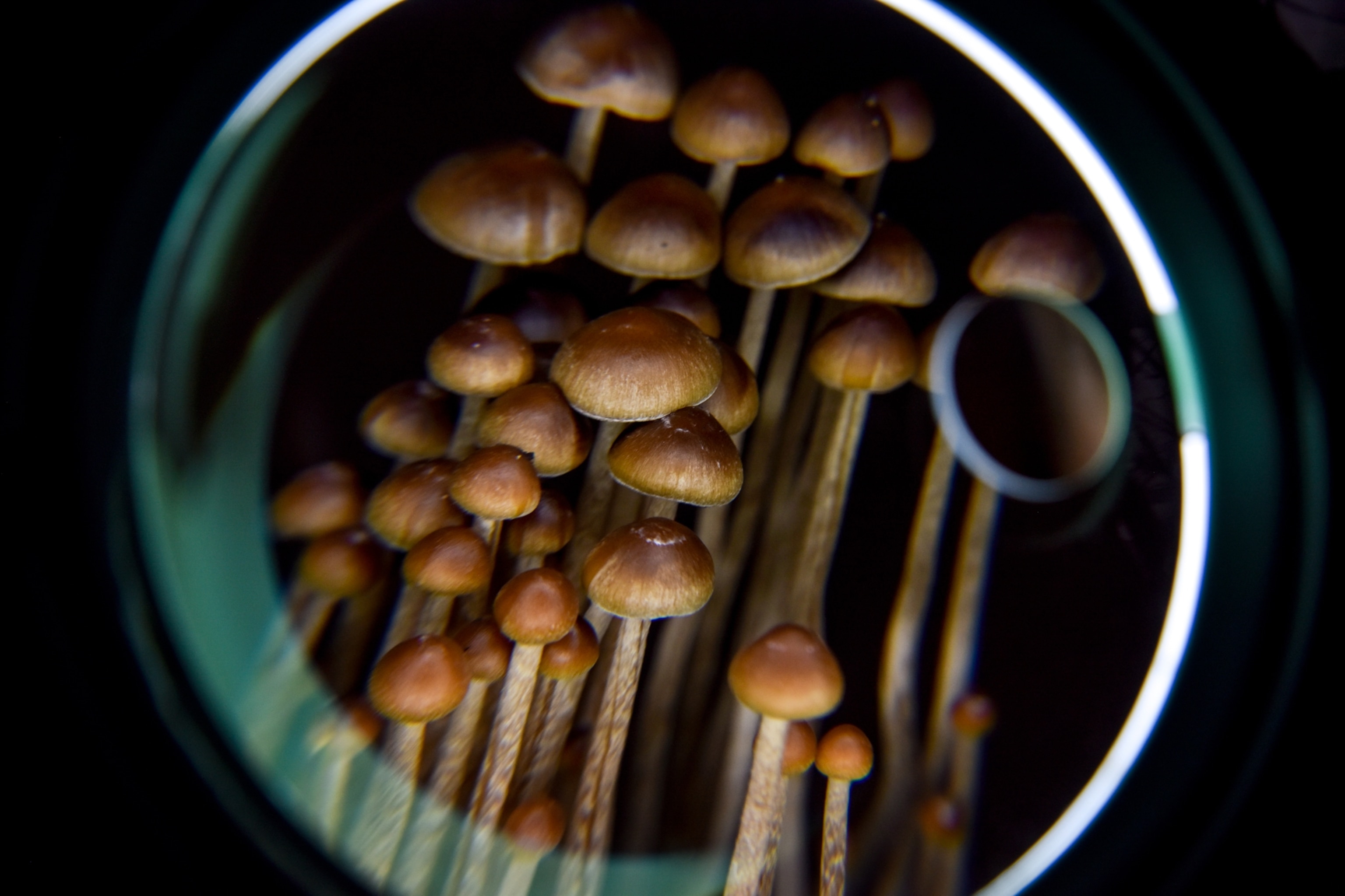 Cluster of small, brown mushrooms viewed through a magnifying glass. The stems are long and slender,