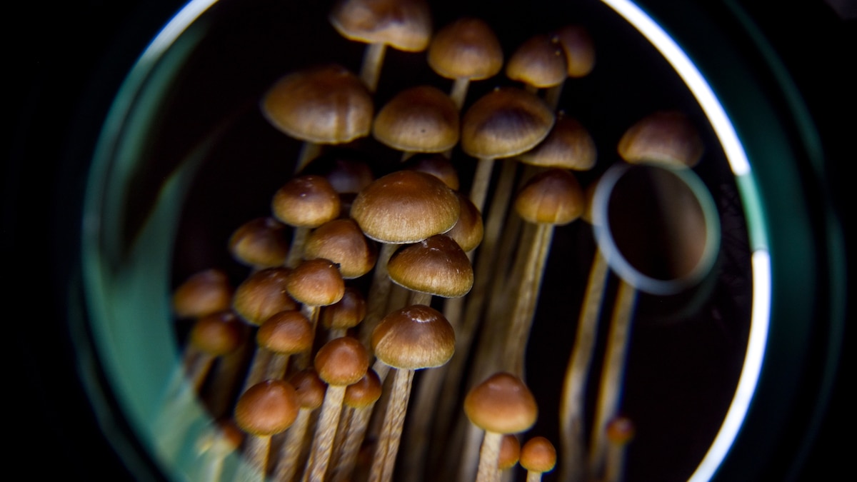 Here's what psychedelics actually do to the brain