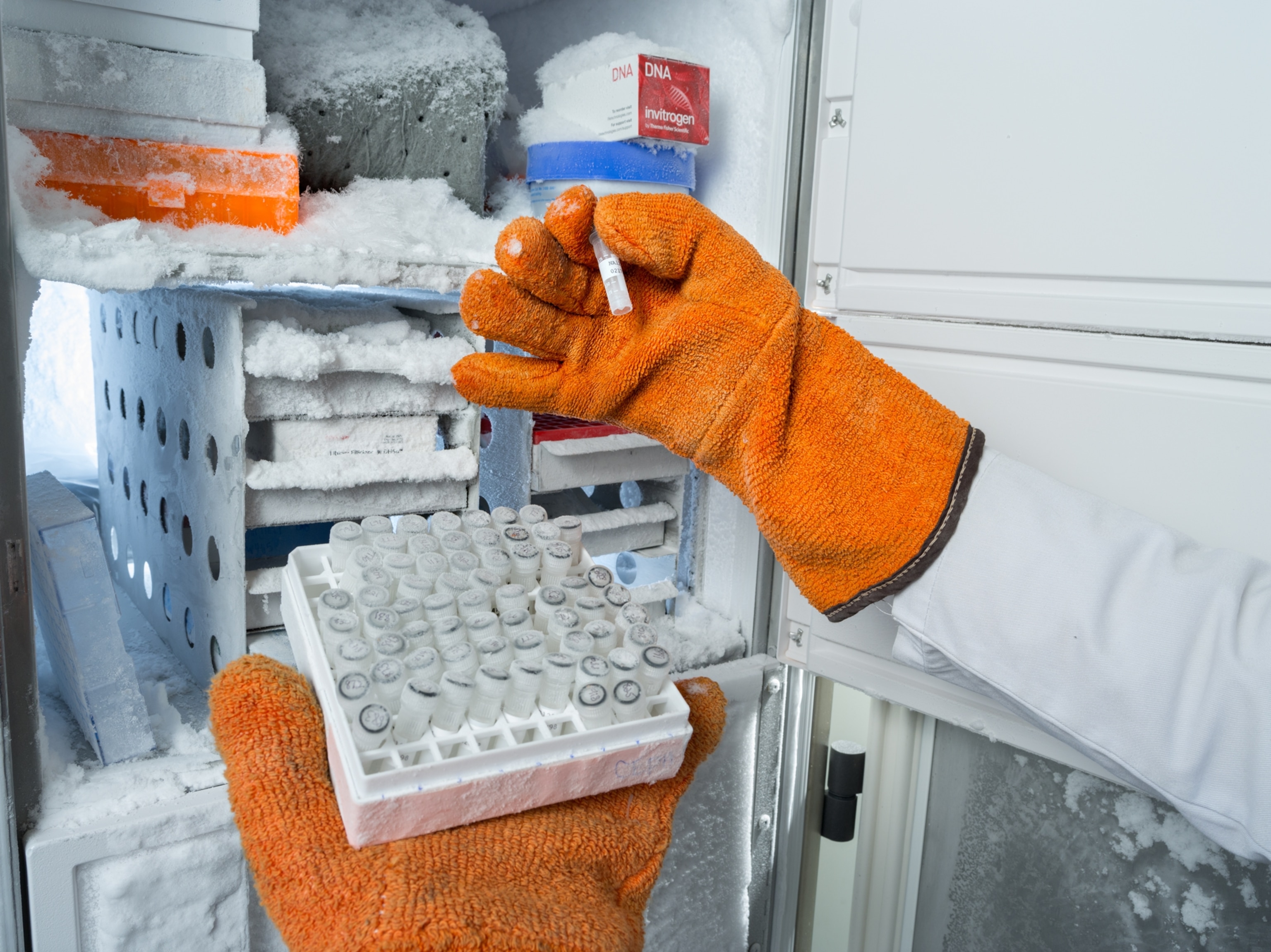 a close-up on hands in orange gloves holding tubes of DNA in front of a freezer