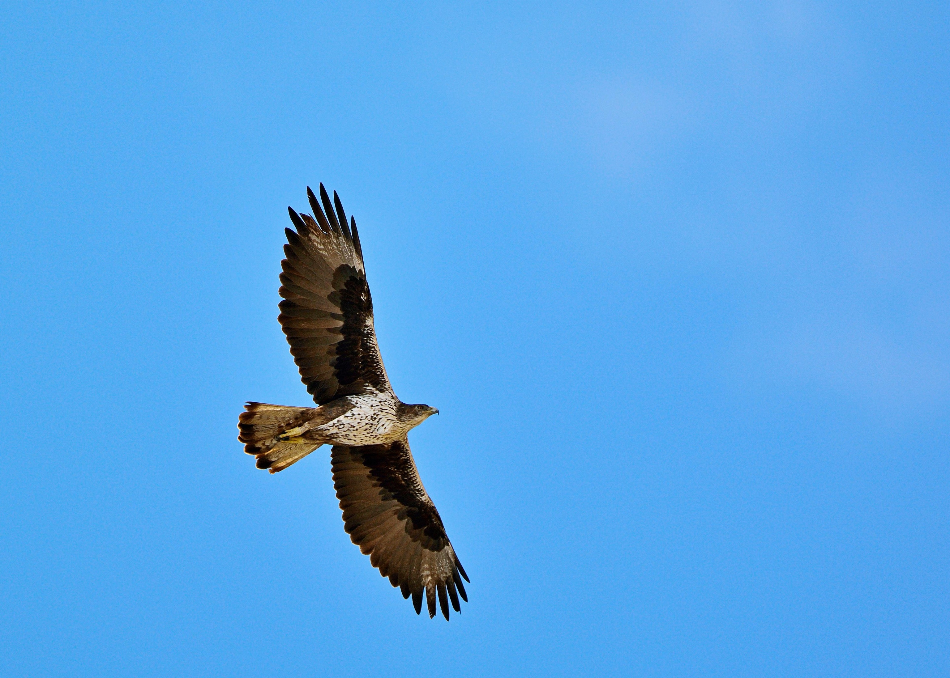 Bonelli´s Eagles Hieraaetus fasciatus, Crete