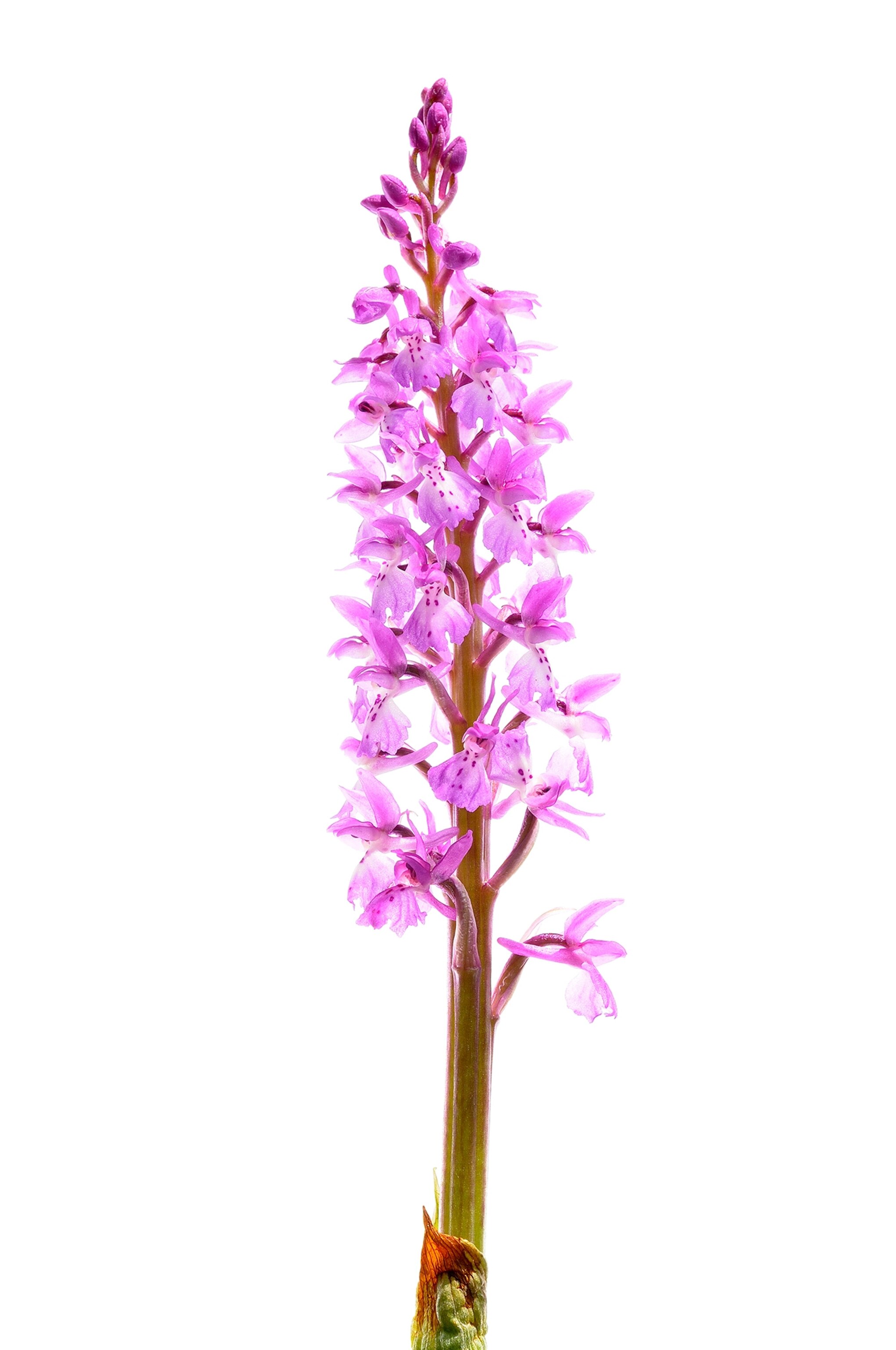 orchis mascula