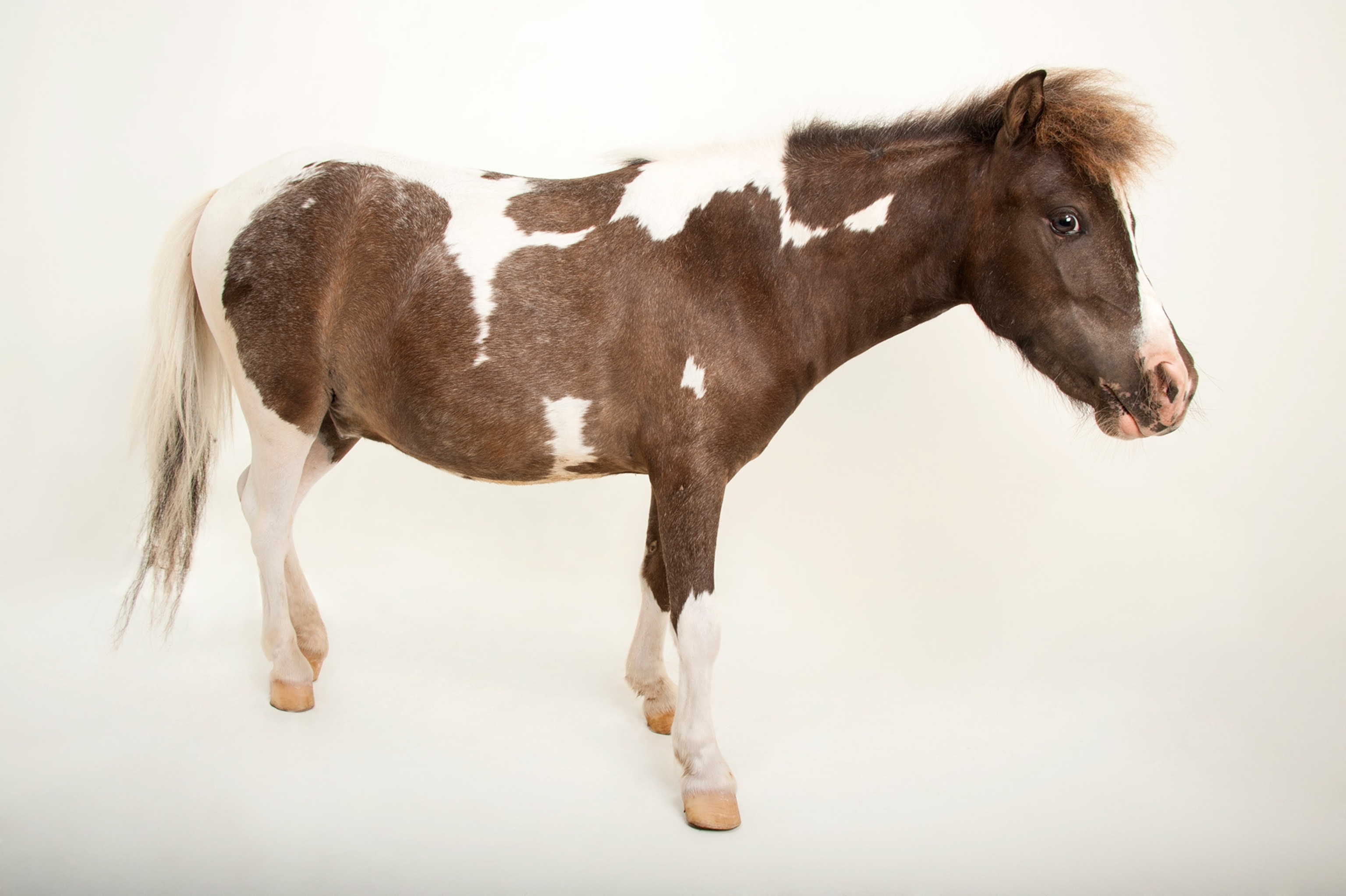 a miniature horse