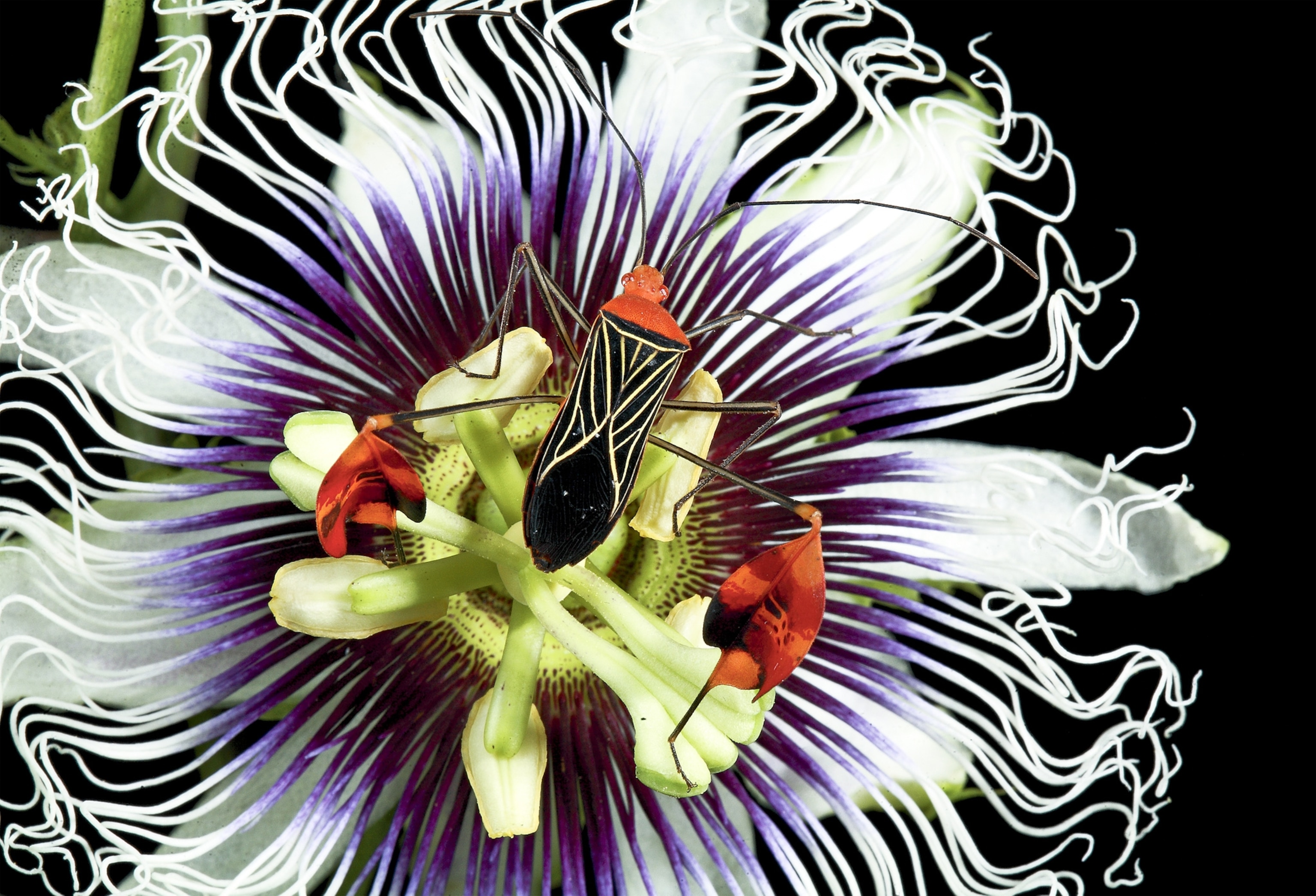 Panama insect picture: a flag-footed bug on a passionflower