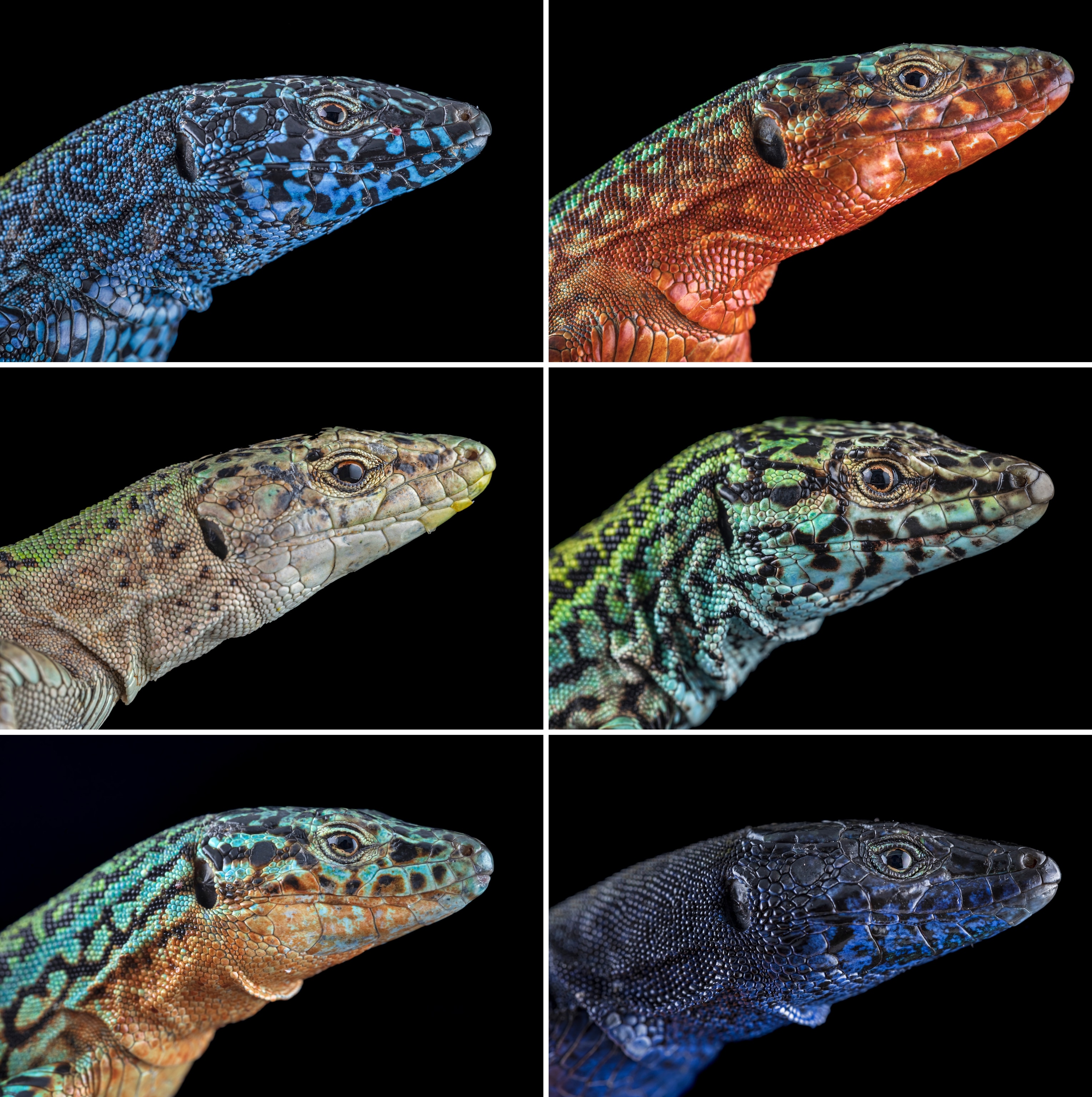 A grid of six lizard heads, some shades of blue and black, while others are shades of green and red