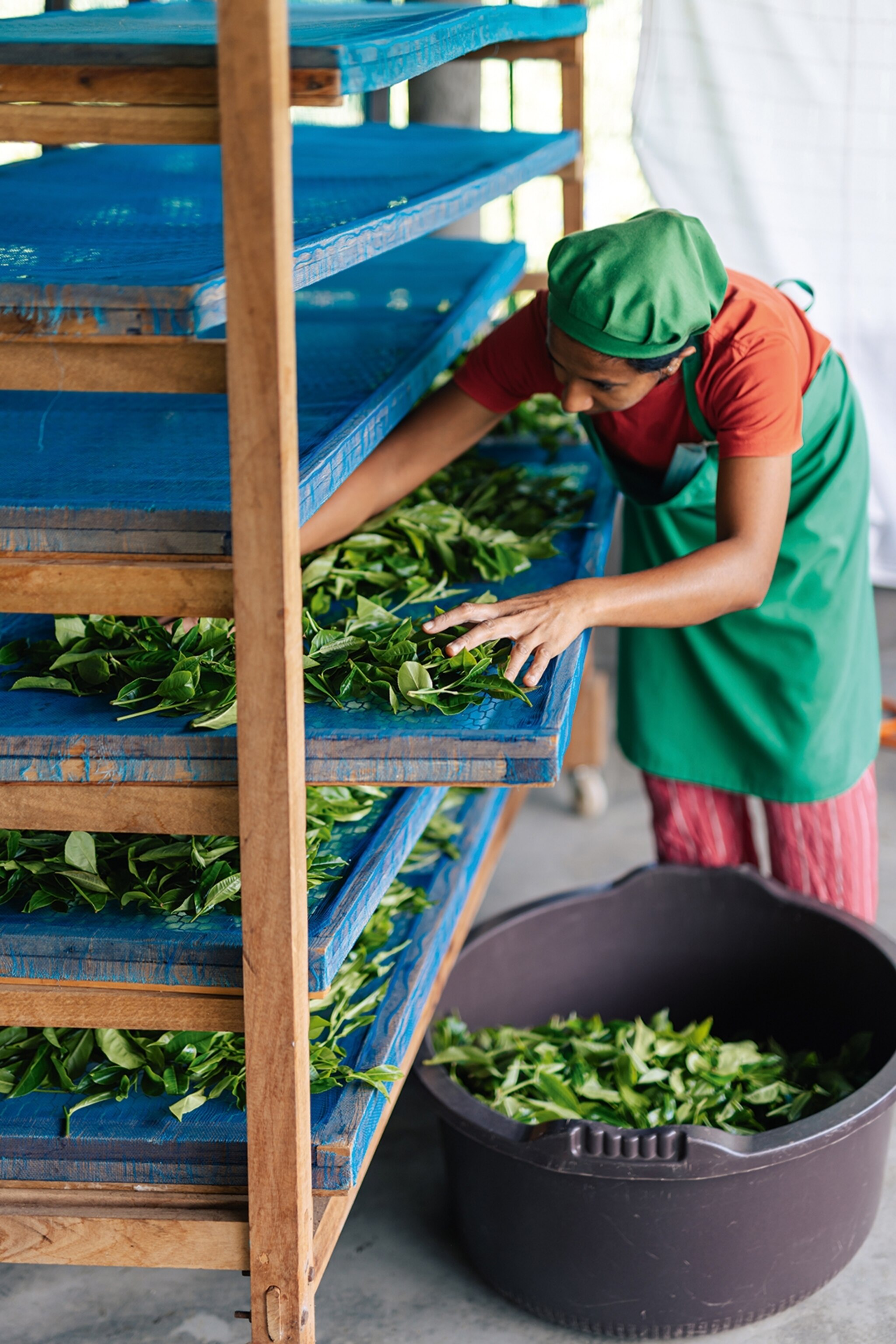 A close-up of a local woman spreading out fresh tea leaves on a multi-level drying rack.