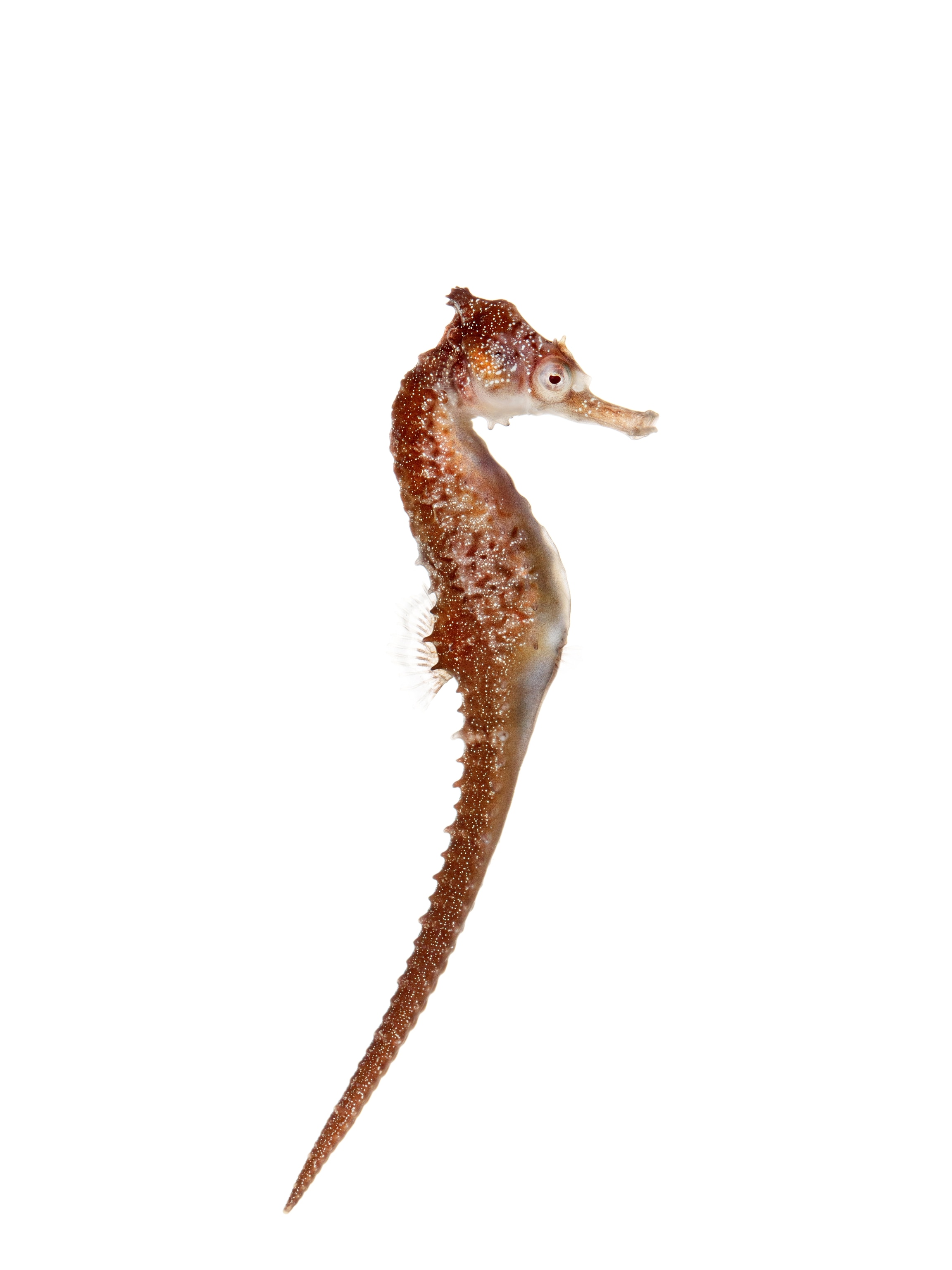 The weird, wondrous world of seahorses (8) The weird, wondrous world of seahorses (8)