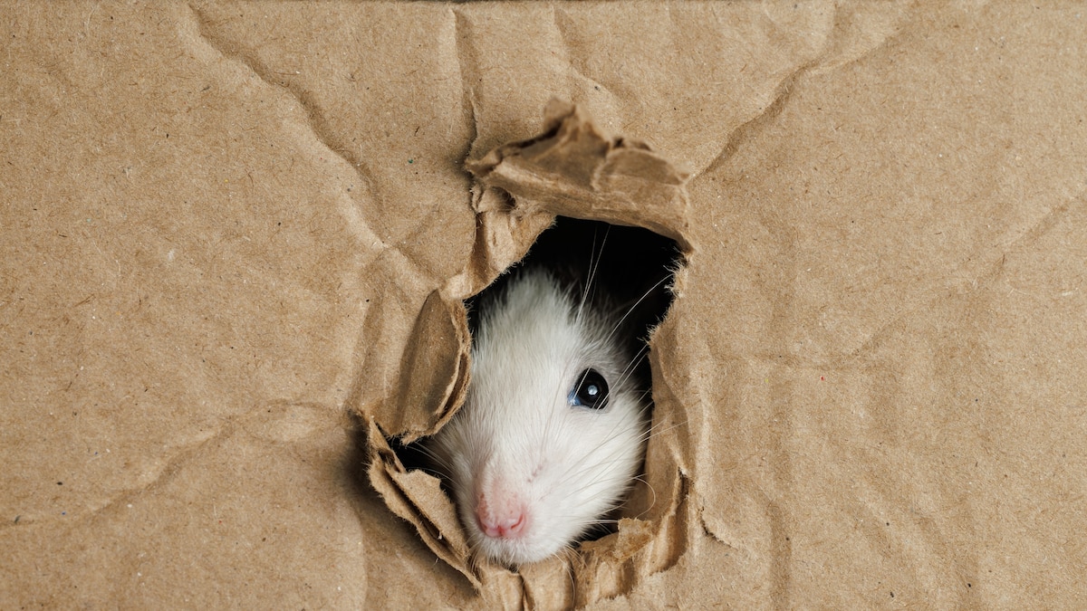 Here's why rodent glue trap sales could be banned in the U.S ...
