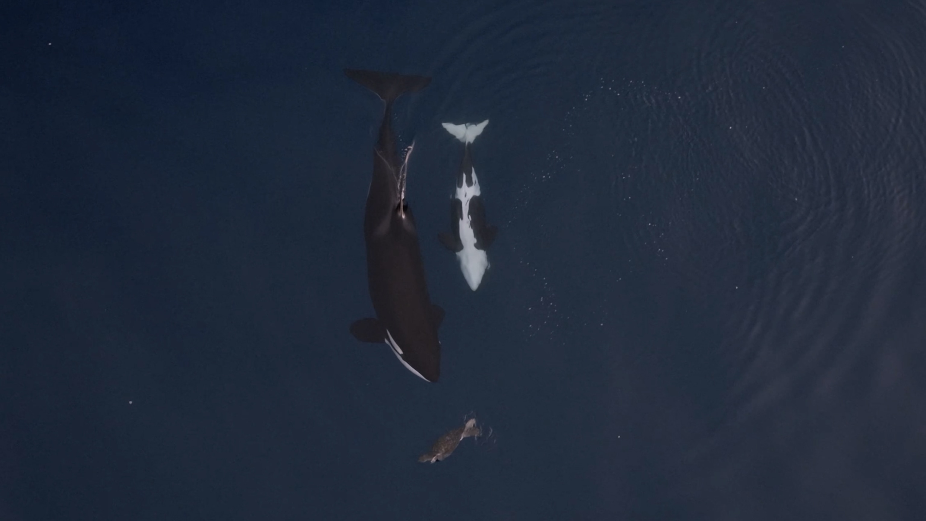 Watch video of a mother orca hunting in front of her baby