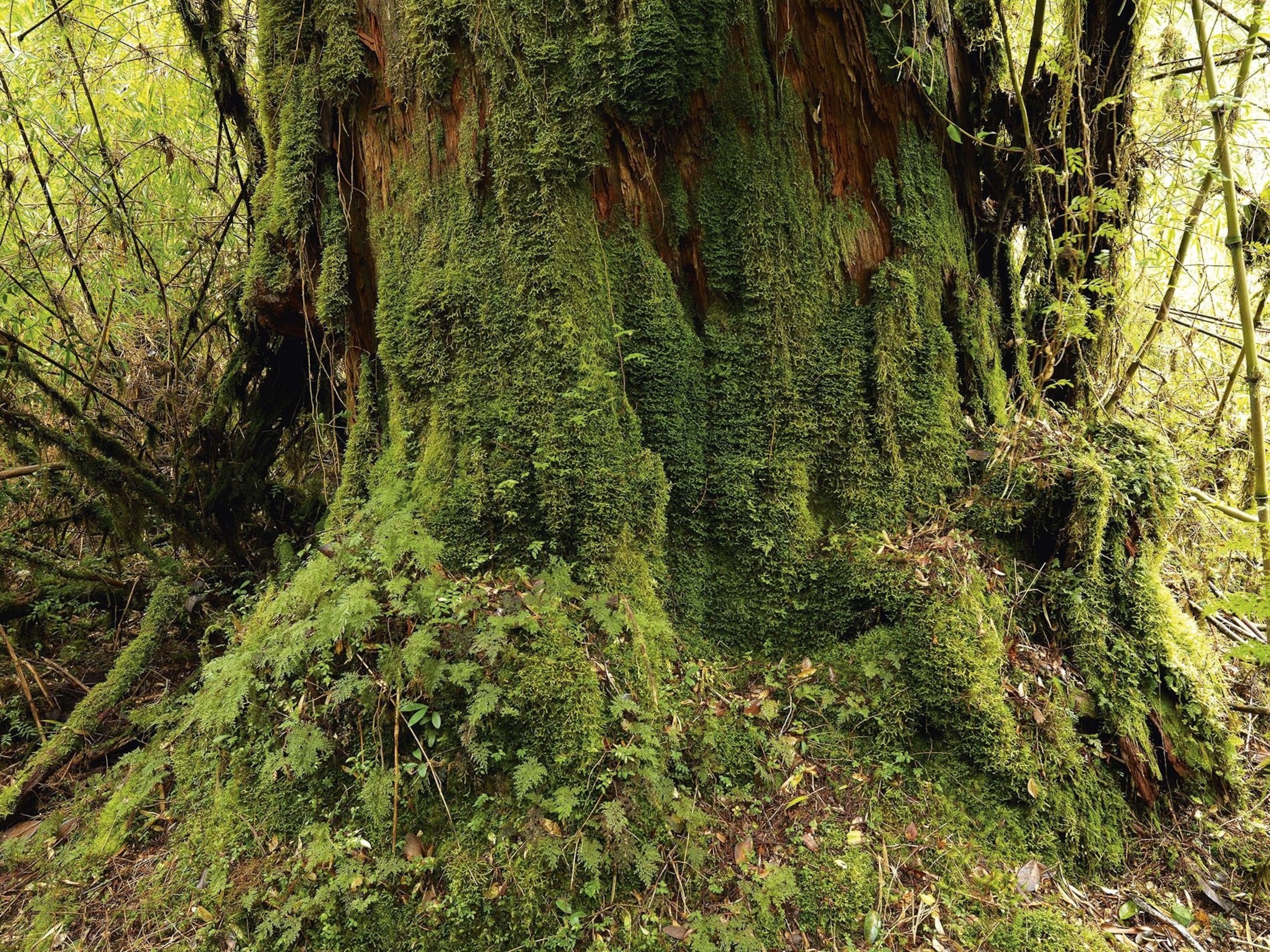 Alerces trees in Pumalín Douglas Tompkins National Park