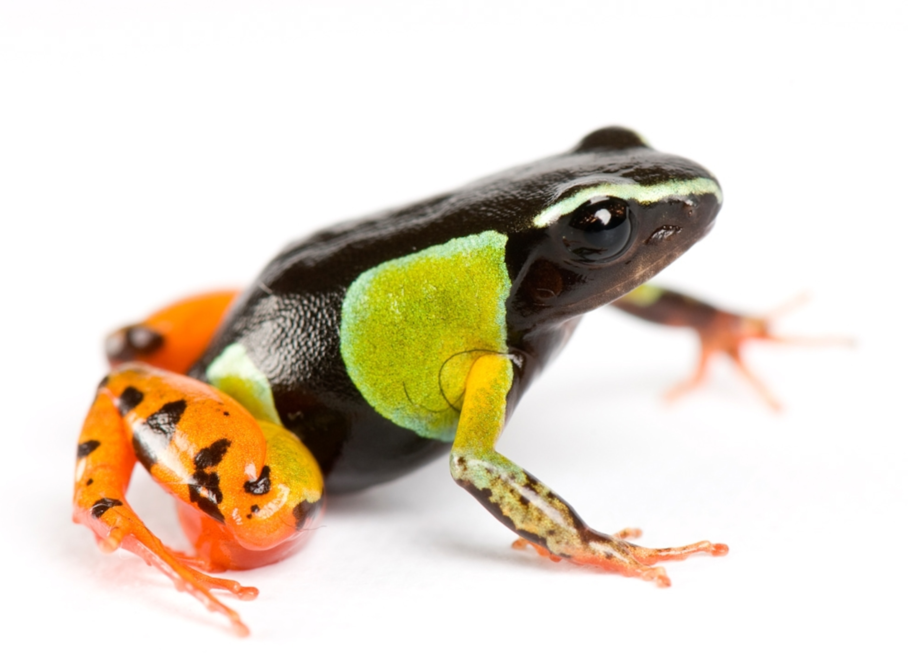 A threatened Madagascan painted frog.
