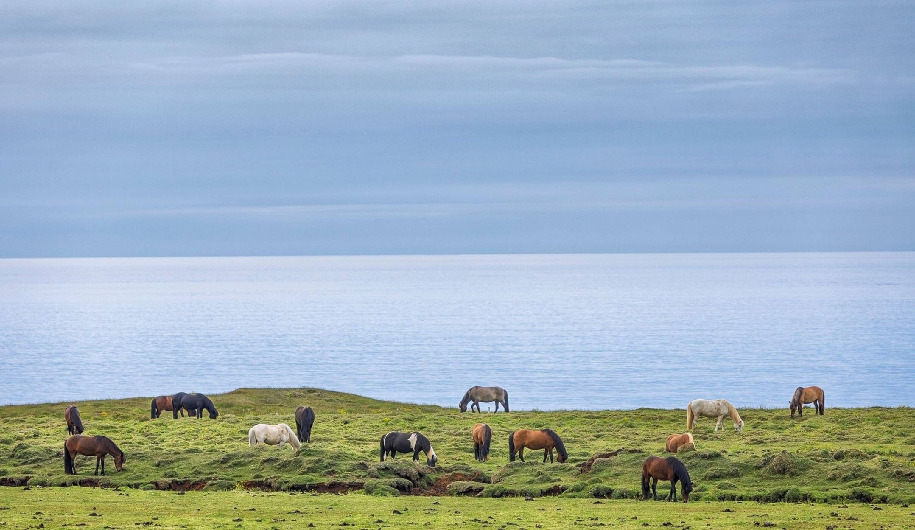 Icelandic horses beside a fjord.