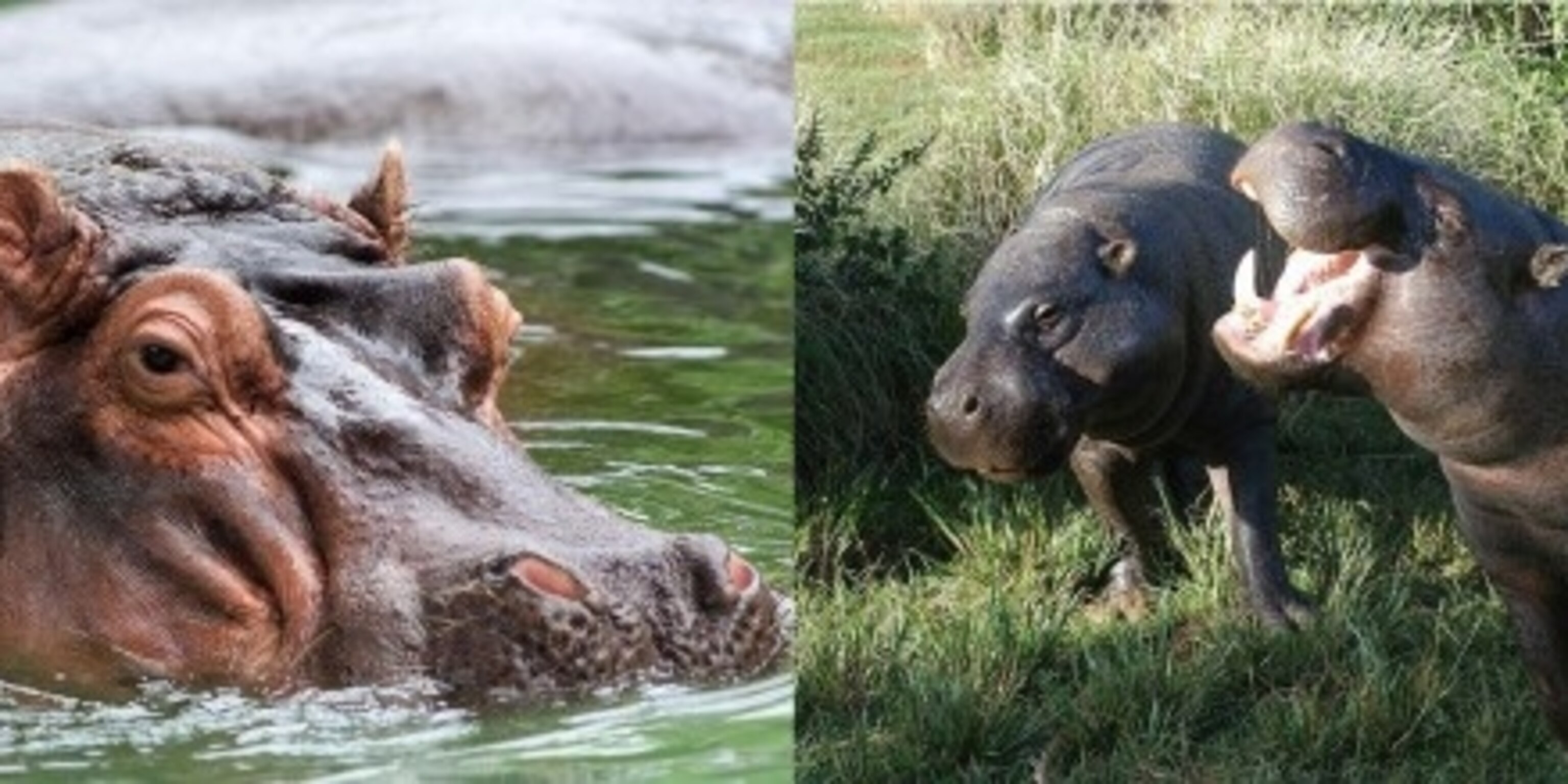Why Are Hippos Huge? Science Finally Explains It All - 1ipa0oi
