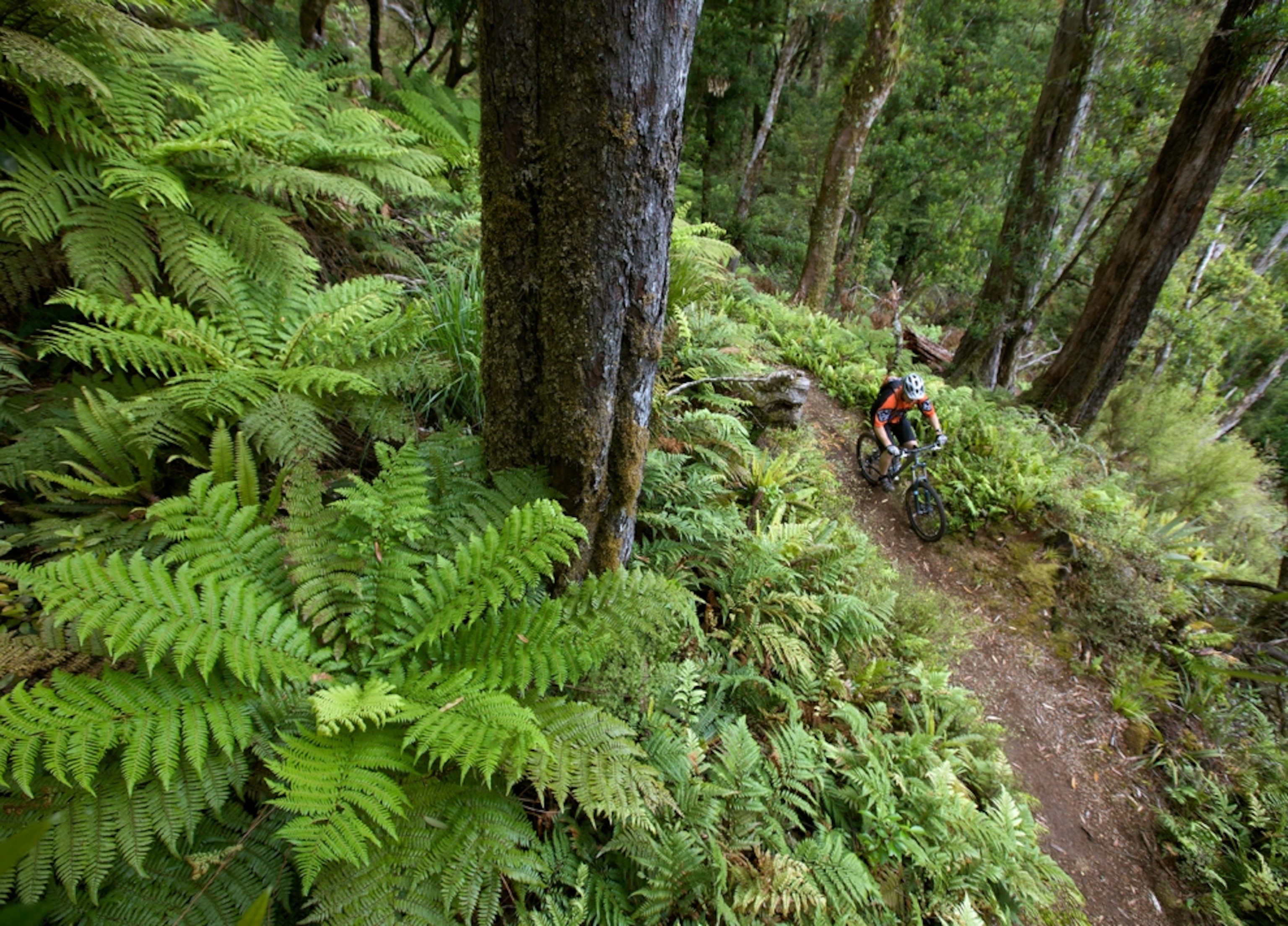 Biker riding in Rotorua, New Zealand