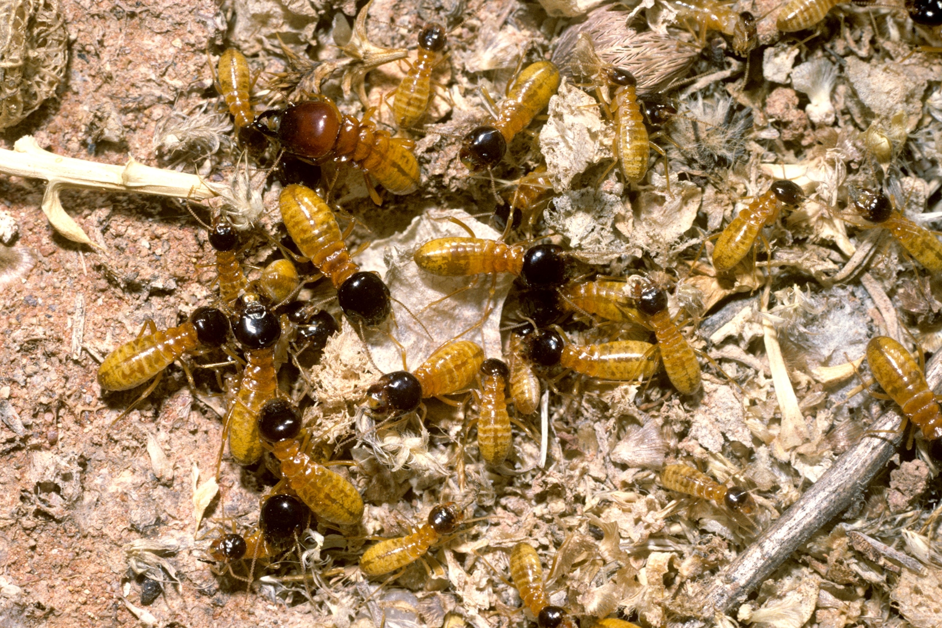 termites in Namibia