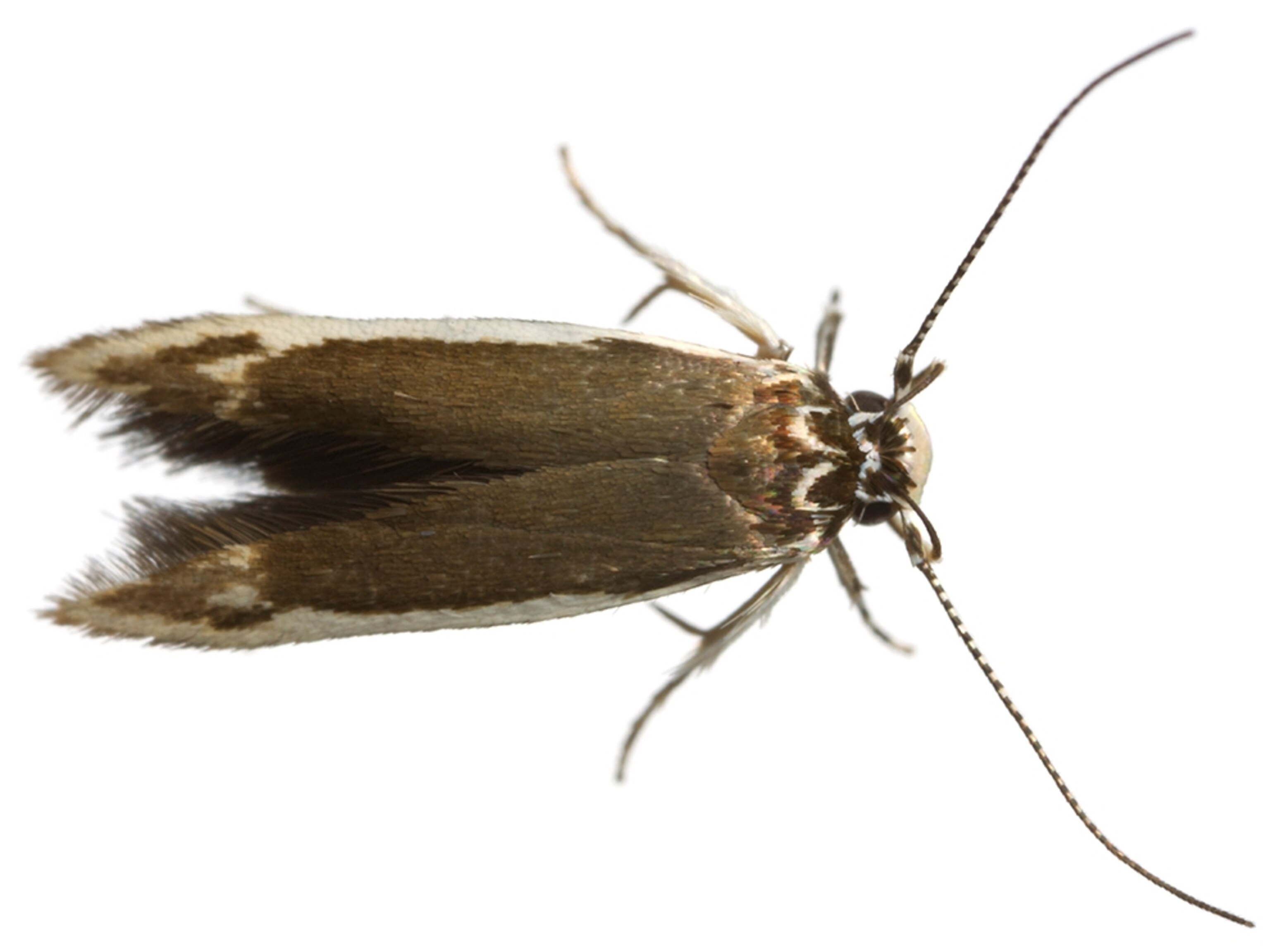 Common Name: Asymphorodes moth, Scientific Name: Asymphorodes sp., Magnification: 4x,