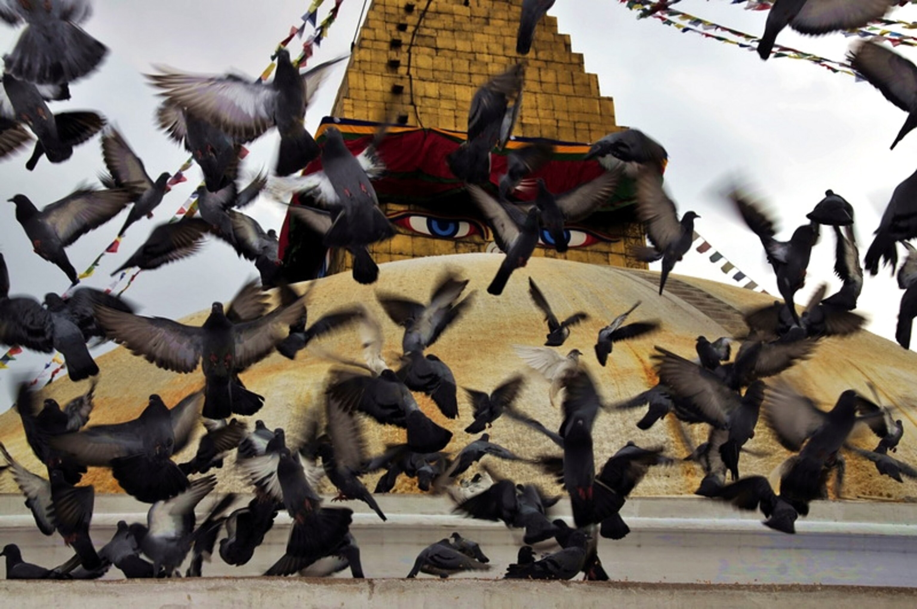 Pigeons scatter in front of the all seeing eyes of Buddha at Bodhanath Stupa Kathmandu