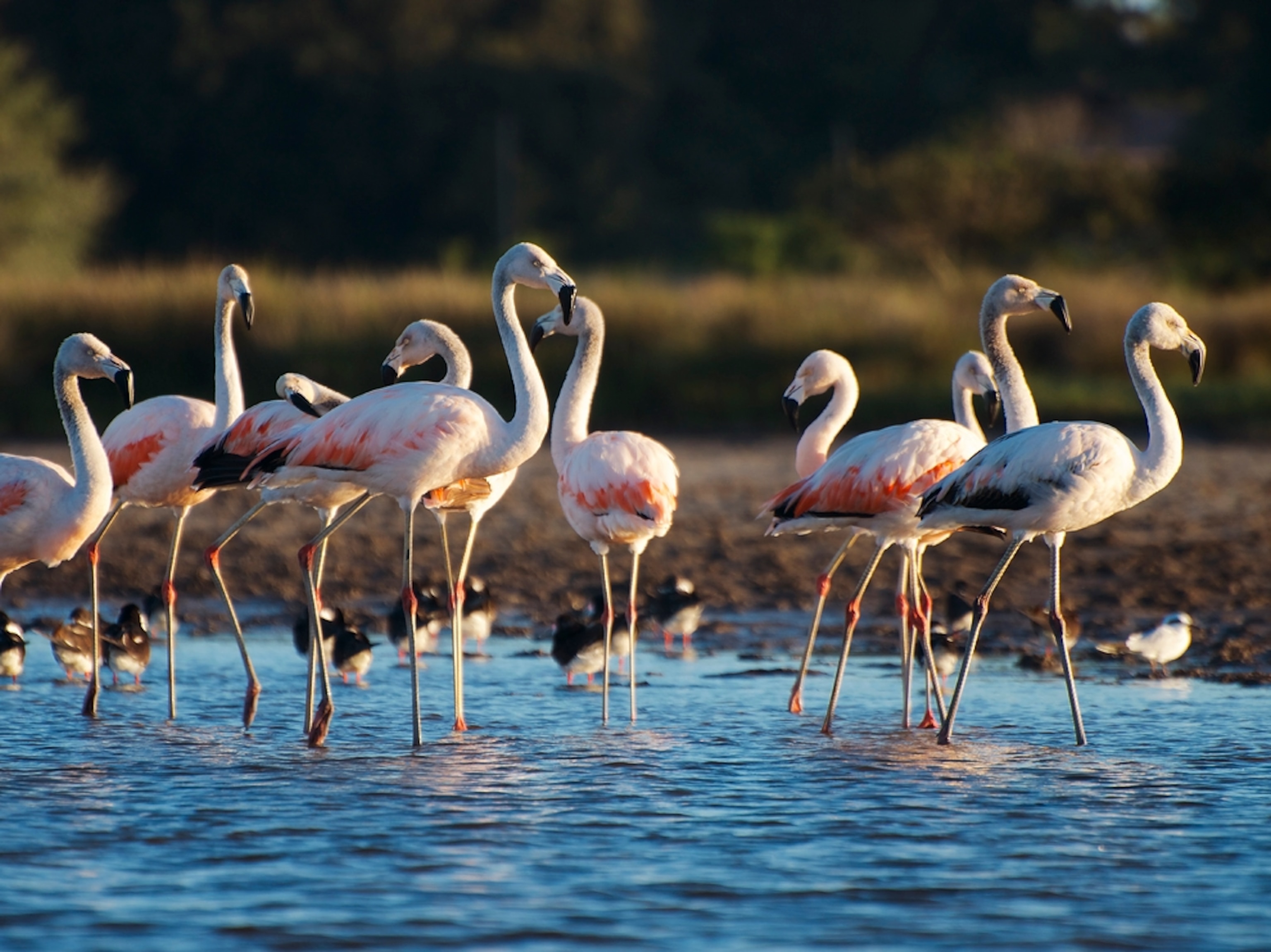 flamingos in lake in Uruguay