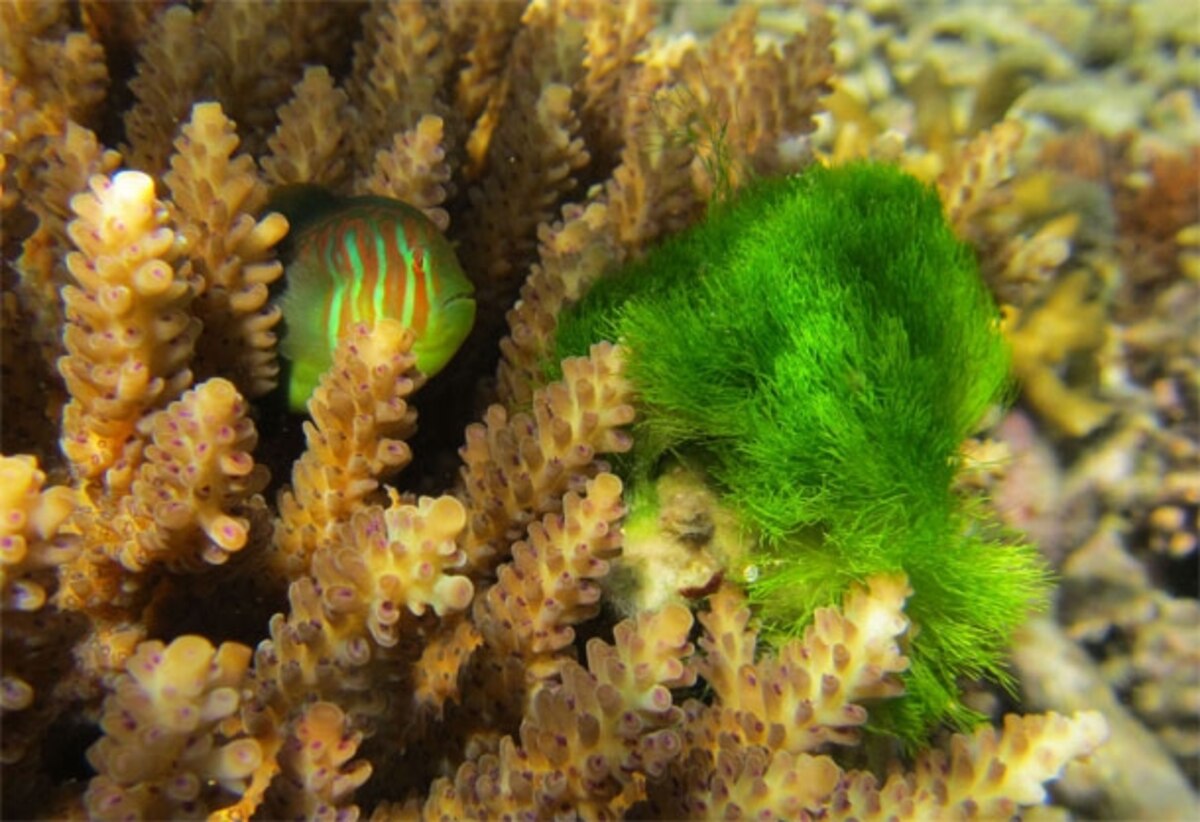 Corals Summon Gardening Gobies to Clean up Toxic Seaweed