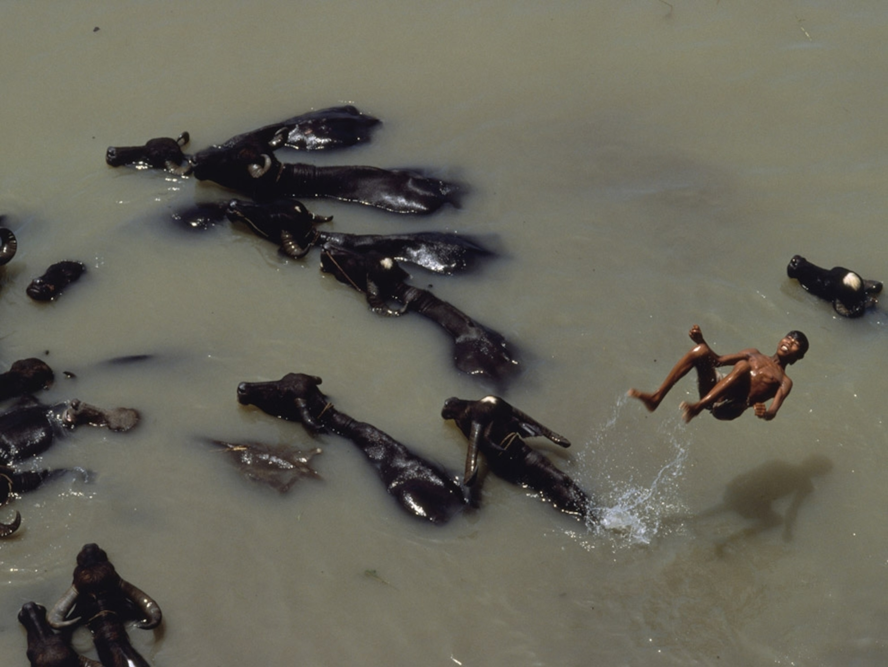 Boy does backflips off water buffalo