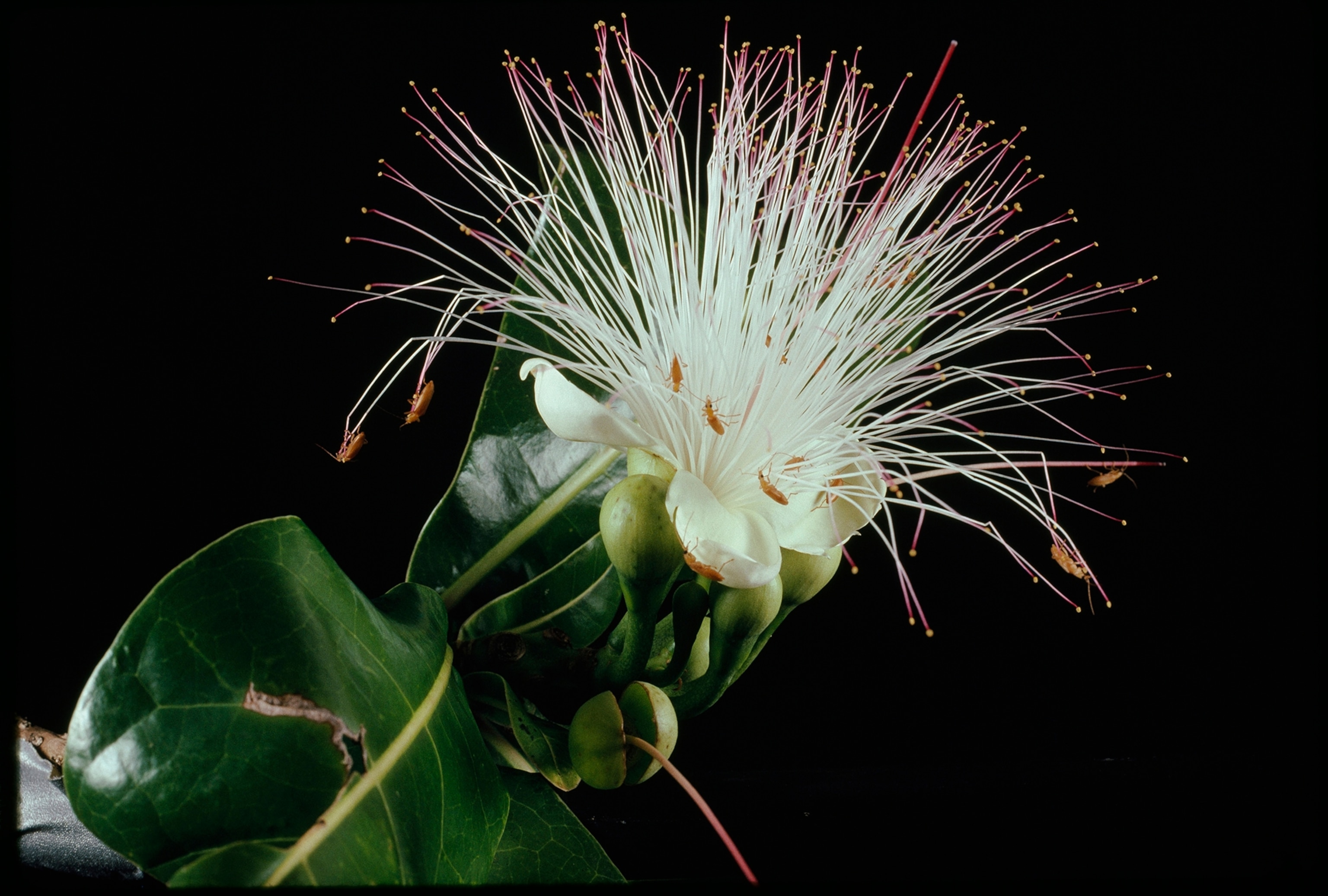 This plant is a member of the Brazil nut family.