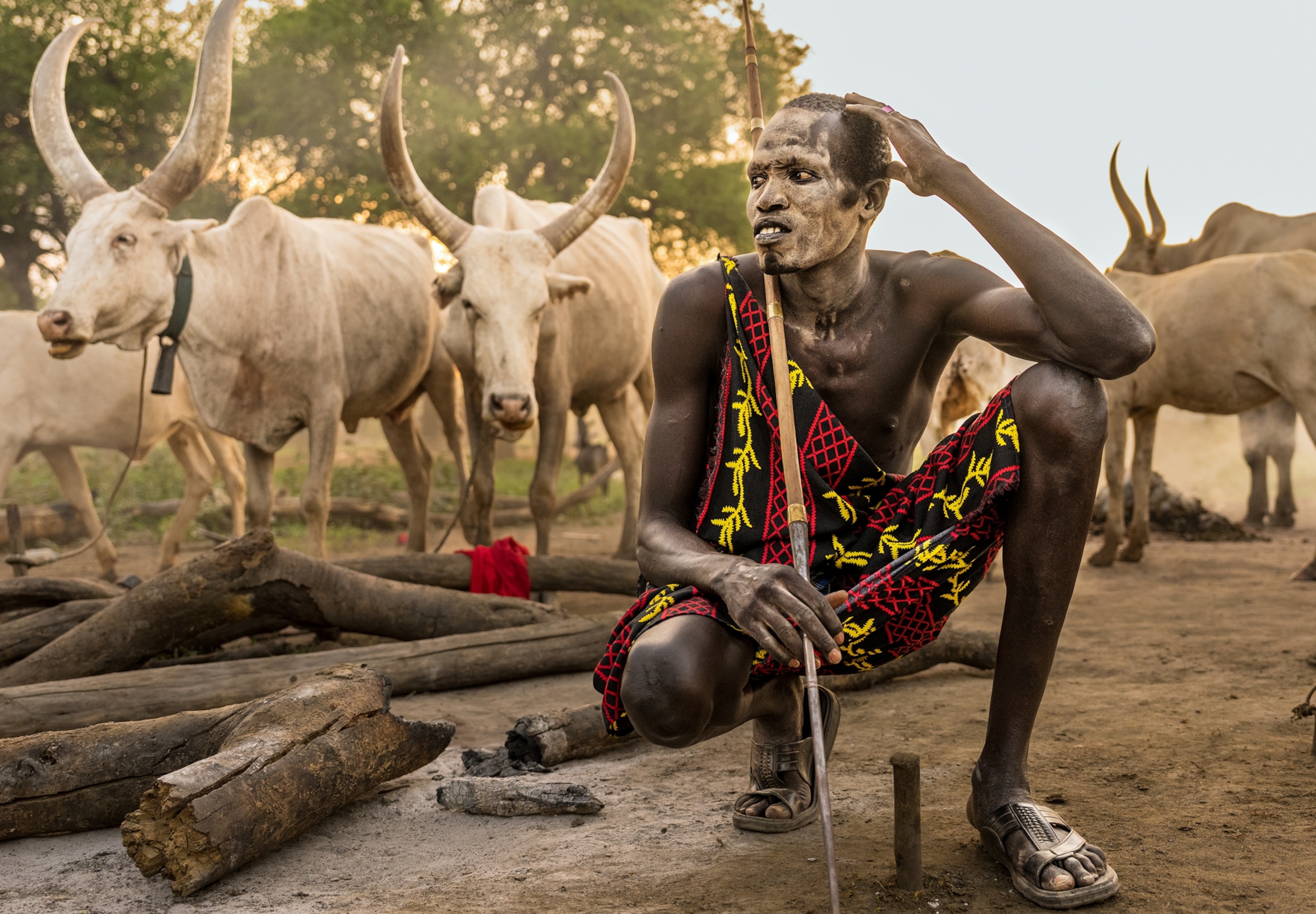 A portrait of a ranger crouching with livestock standing behind him.