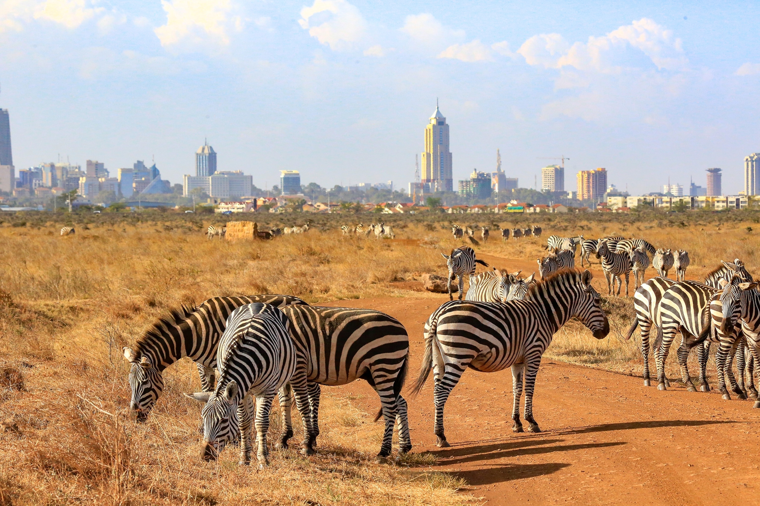 Herd of Zebra in national park with Nairobi skyline behind.