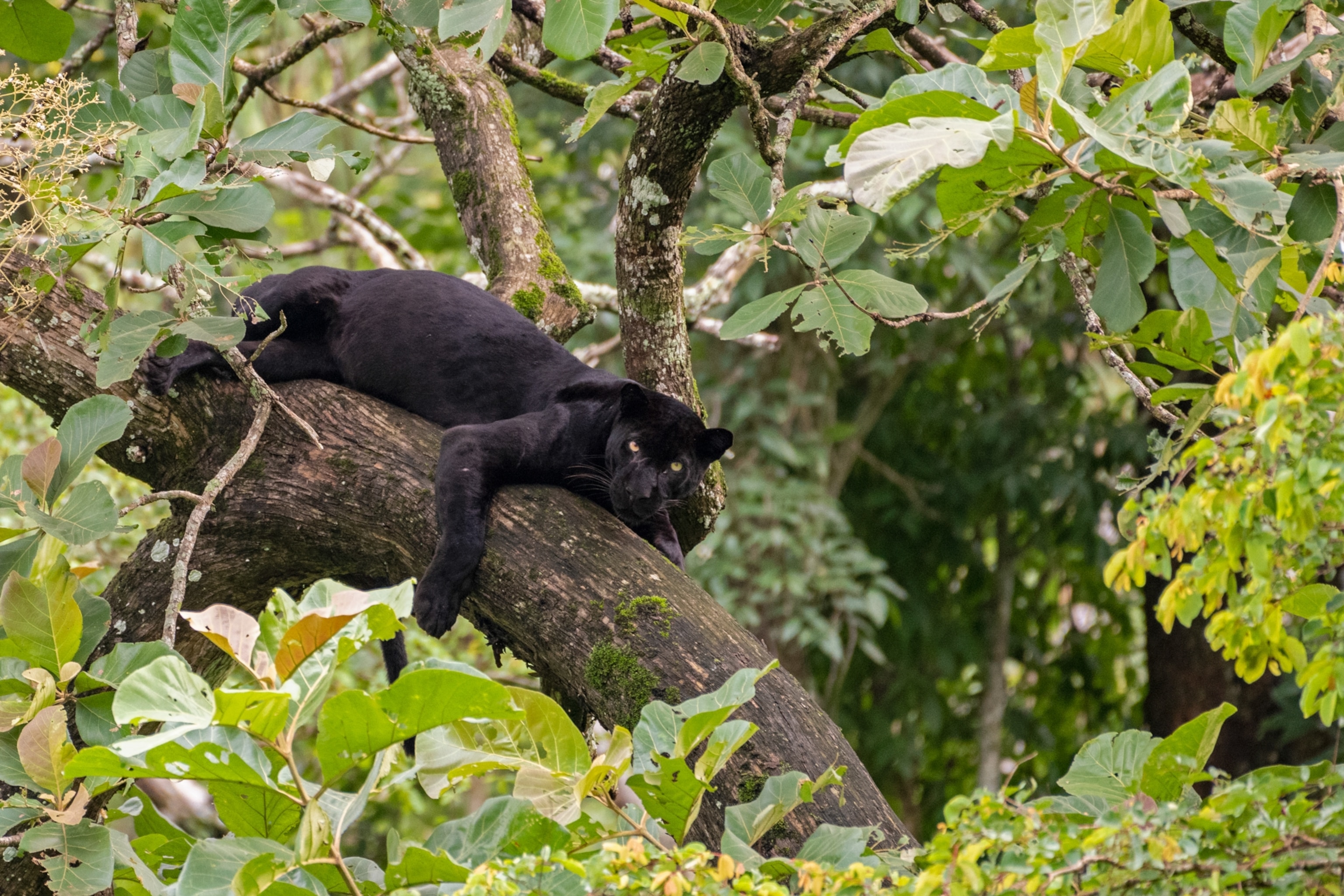 a black panther sitting on the branch of a tree