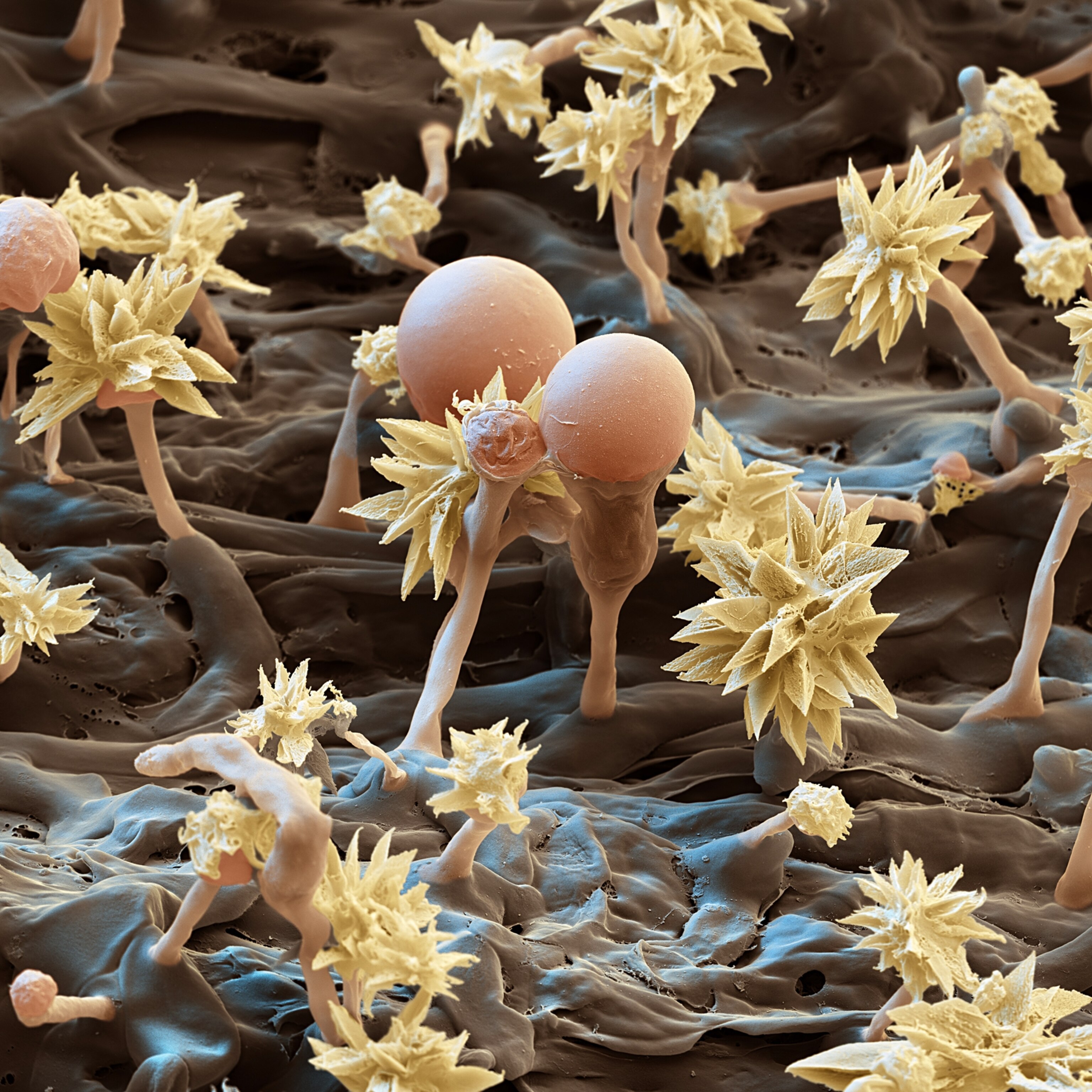 Micro Creatures Meet the marvelous creatures that bring soil to life