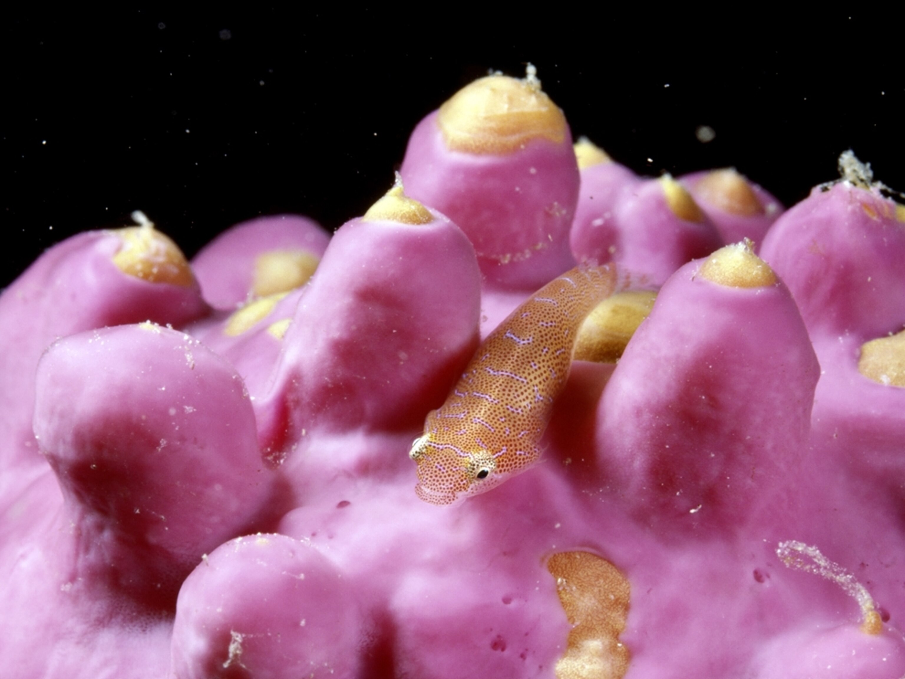 Underwater Creature Pictures, Underwater Creature Photos, Photo Gallery ...