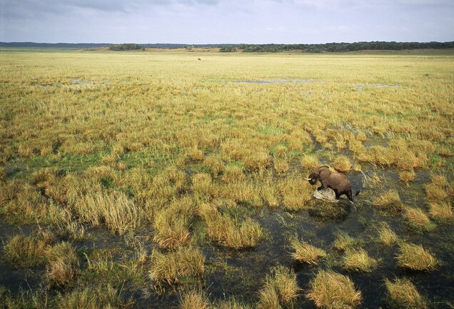 Does this lone elephant in Mozambique’s Maputo Elephant Reserve symbolize the future in many parts of Africa? Photograph by Chris Johns