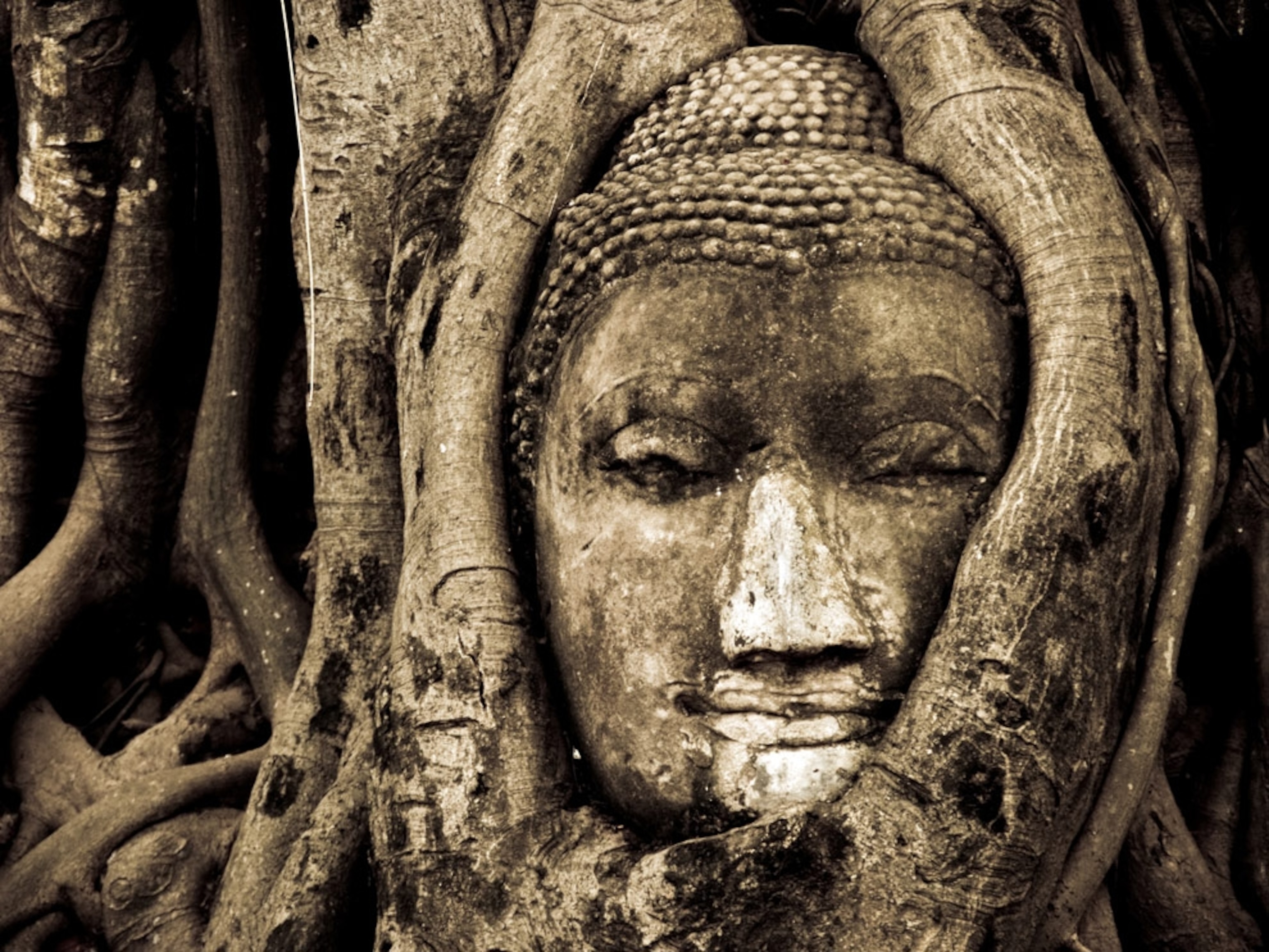 Buddha head surrounded by tree roots