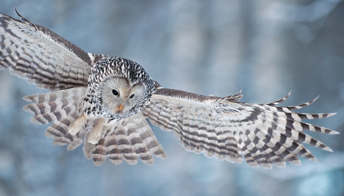 Ural Owls