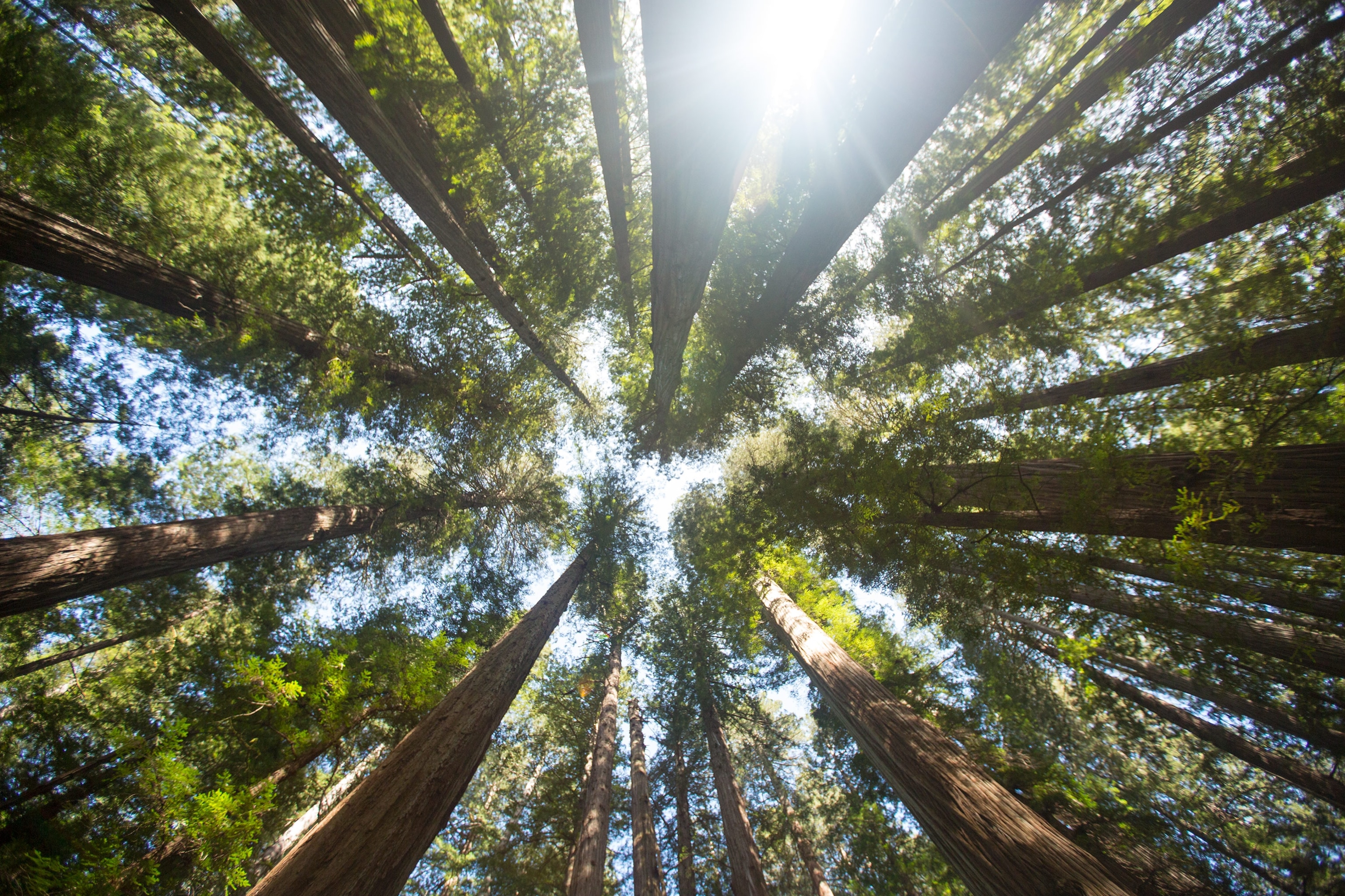 redwood trees in Redwoods State Park, California