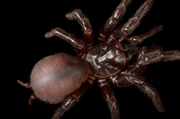 <p>Funnel web spiders are the deadliest on Earth, able to kill a human in 15 minutes. The Sydney funnel web has large fangs that can pierce fingernails.</p>
